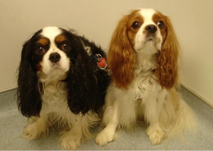 Two Dogs — Snellville, GA — Brookwood Animal Hospital