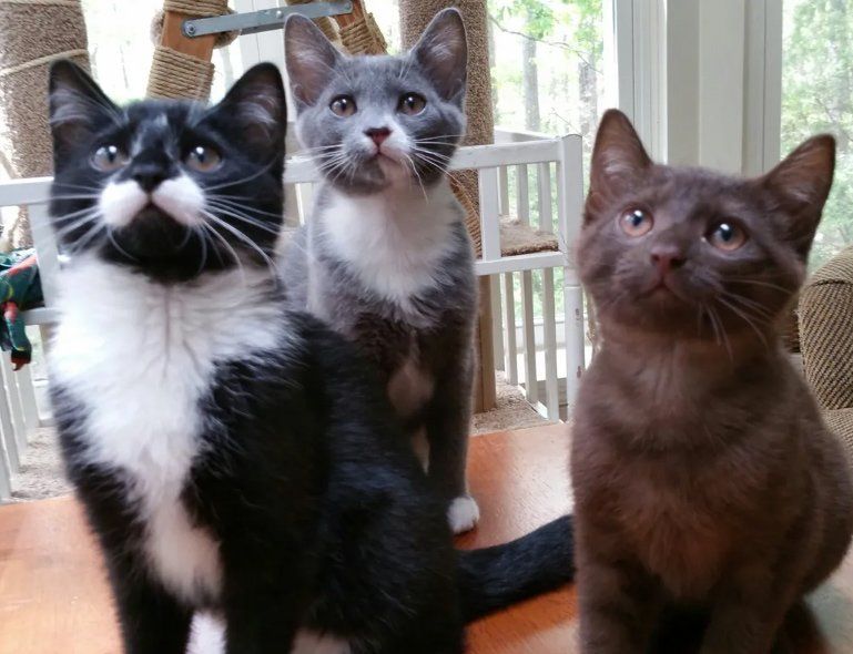 Three Cats — Snellville, GA — Brookwood Animal Hospital