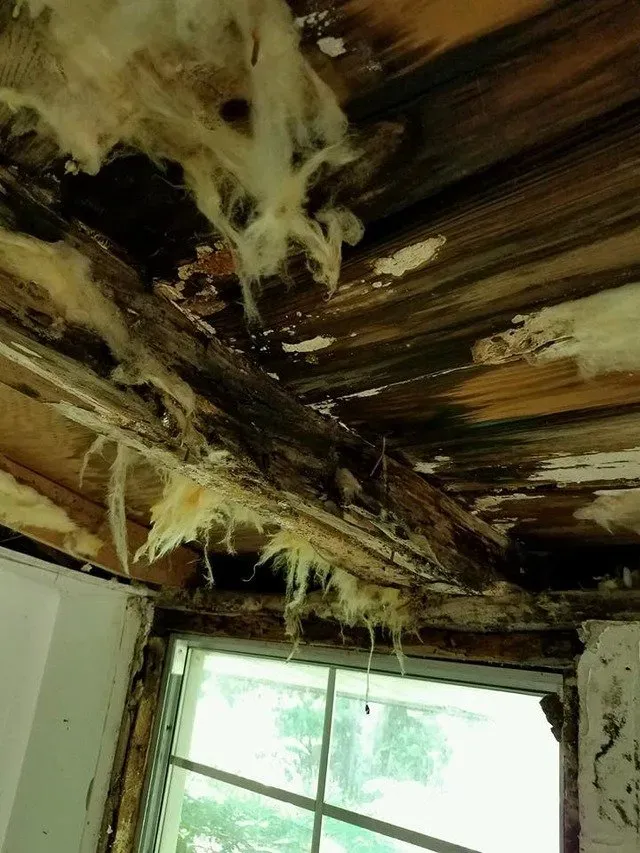 Decayed ceiling due to mold — Ashford, AL — Environmental & Hazmat Services Inc.