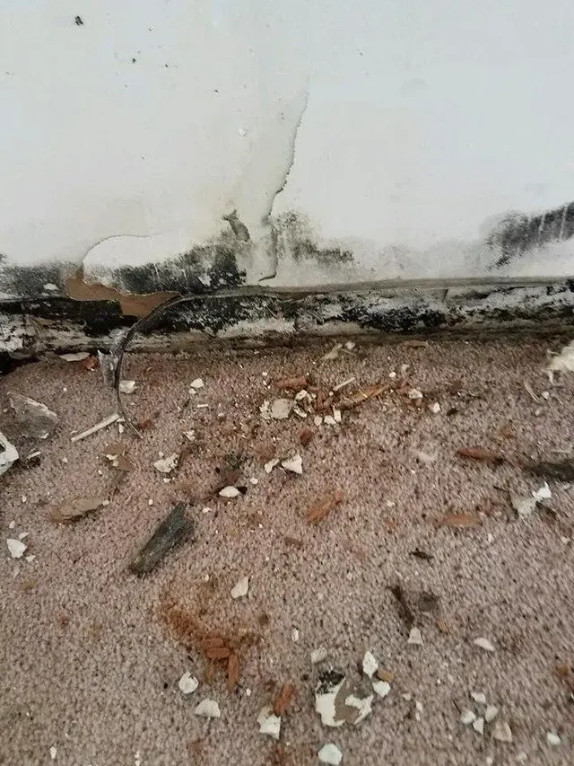 Mold buildup on the wall — Ashford, AL — Environmental & Hazmat Services Inc.