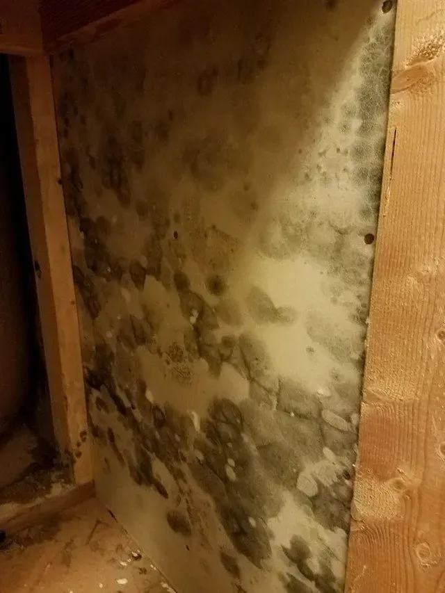 Close up shot of mold buildup — Ashford, AL — Environmental & Hazmat Services Inc.