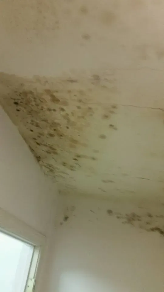 Mold on the ceiling — Ashford, AL — Environmental & Hazmat Services Inc.