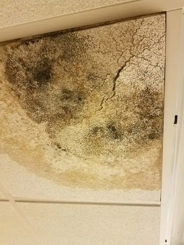 Wall severely damaged by mold — Ashford, AL — Environmental & Hazmat Services Inc.