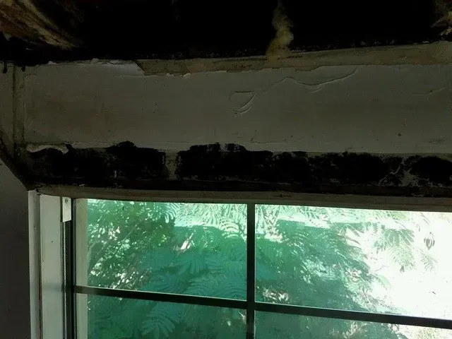 Molds between the window and ceiling — Ashford, AL — Environmental & Hazmat Services Inc.