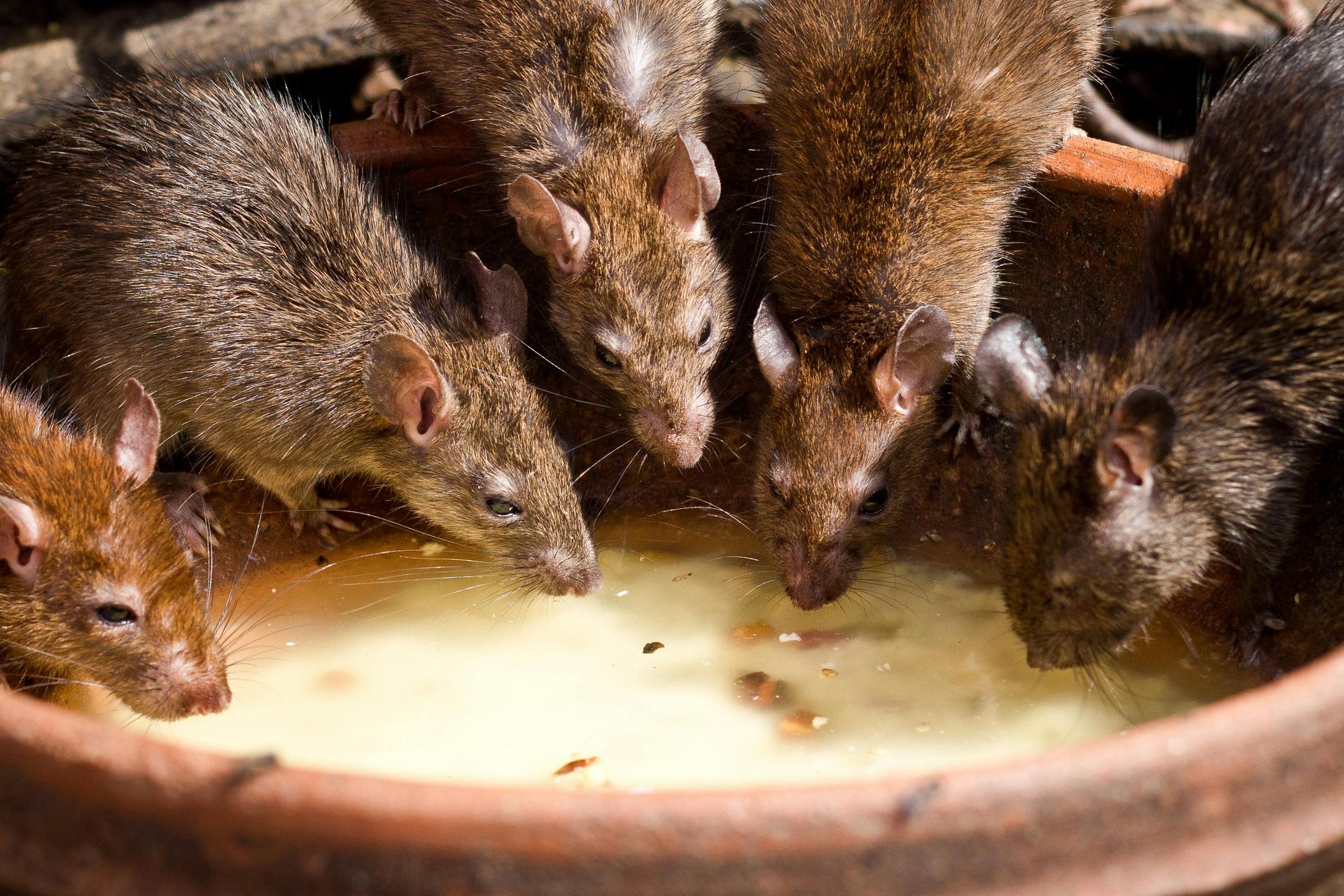 Un groupe de rats boit du lait dans un bol.