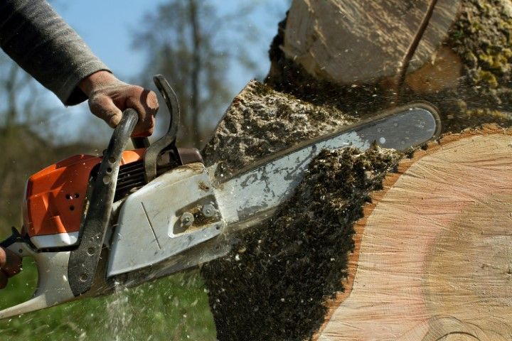 An image of Tree Service Company in Winter Haven FL