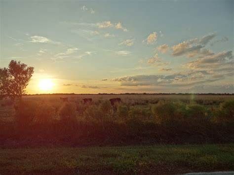 Sunset over a field with cows grazing; sky has pink and blue hues.