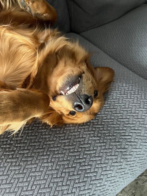 Golden retriever dog smiling on its back on a gray sofa.
