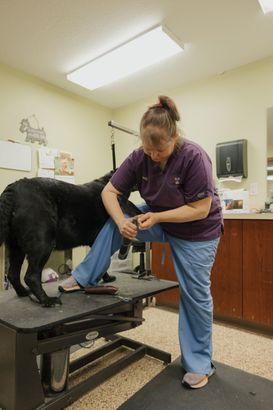 A woman in blue scrubs trims a black dog's nails on a grooming table in a brightly lit room.