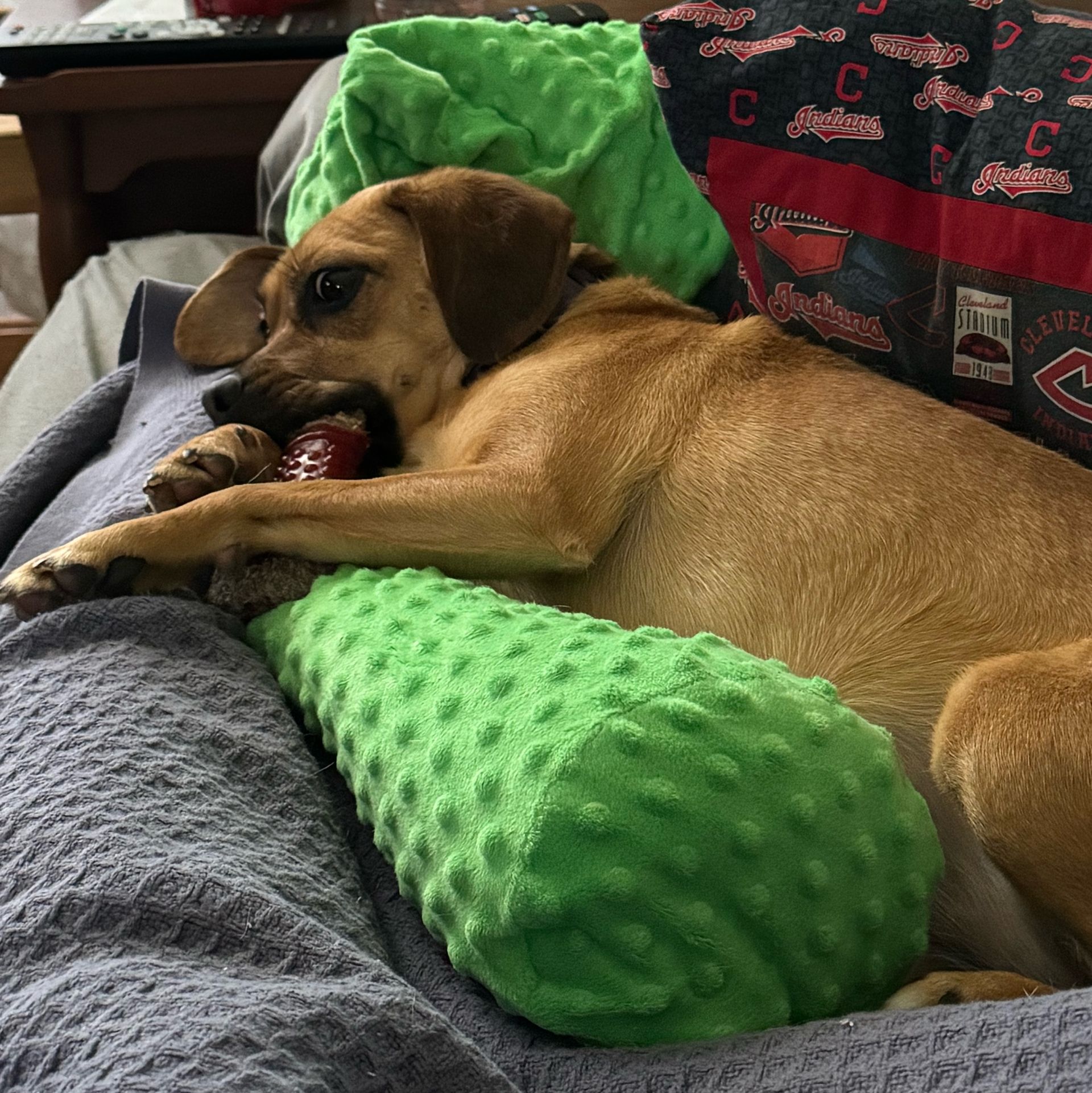 Tan dog lying on a bed with a green textured toy in its mouth, chewing on a treat.