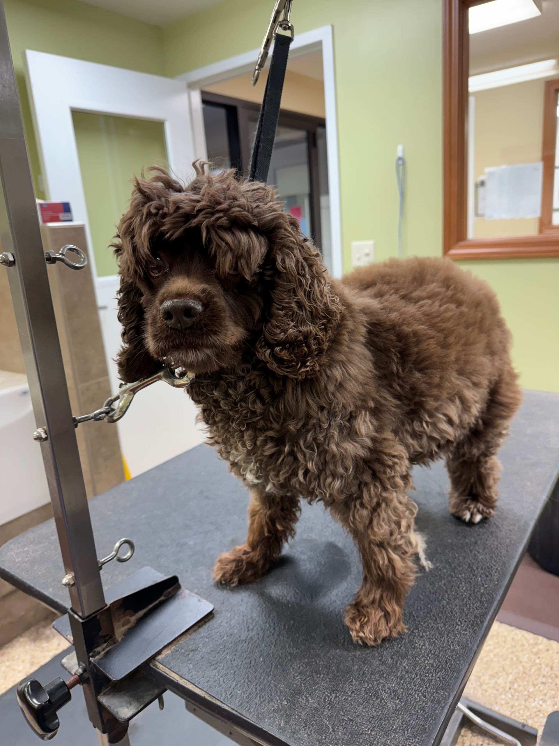 Brown curly-haired dog on grooming table, secured by a leash. Indoor setting, dog looks at the camera.