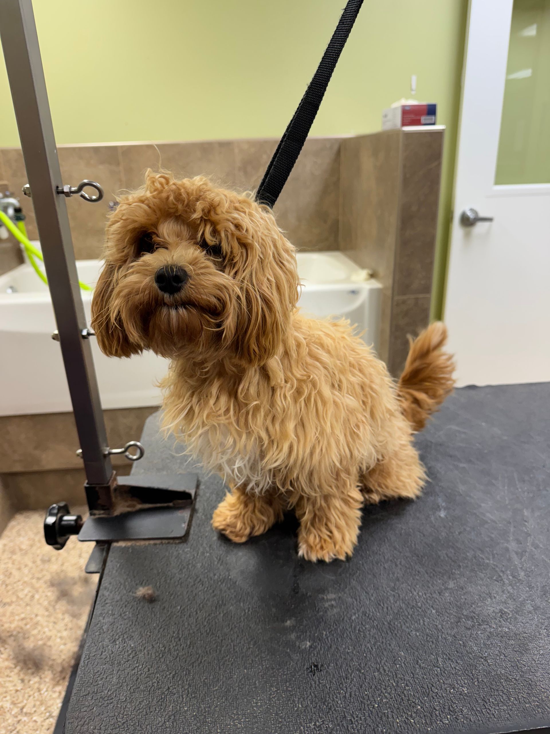 Brown, fluffy dog sitting on grooming table, looking at camera.
