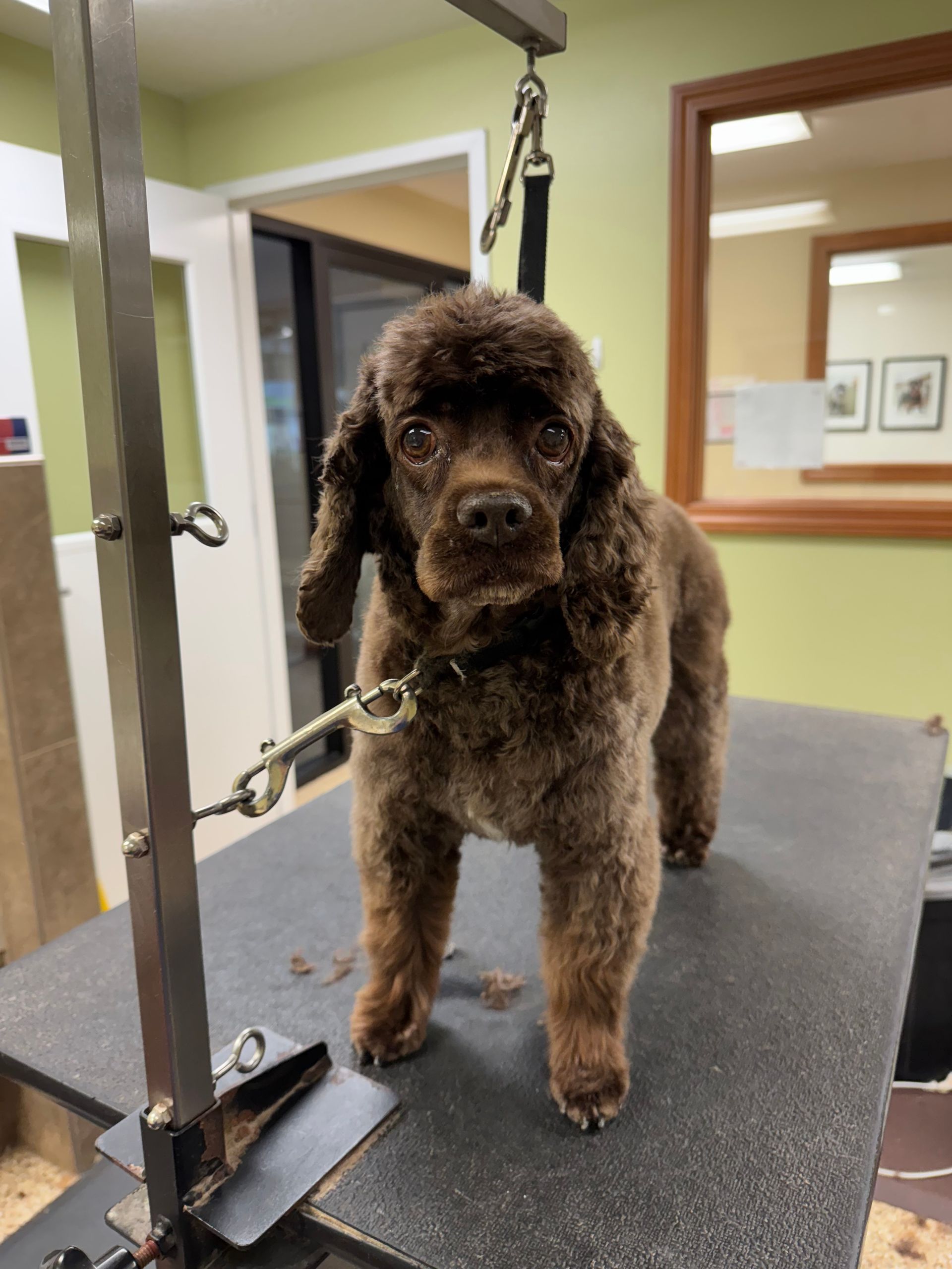 Brown poodle on a grooming table, looking forward, in a grooming salon.