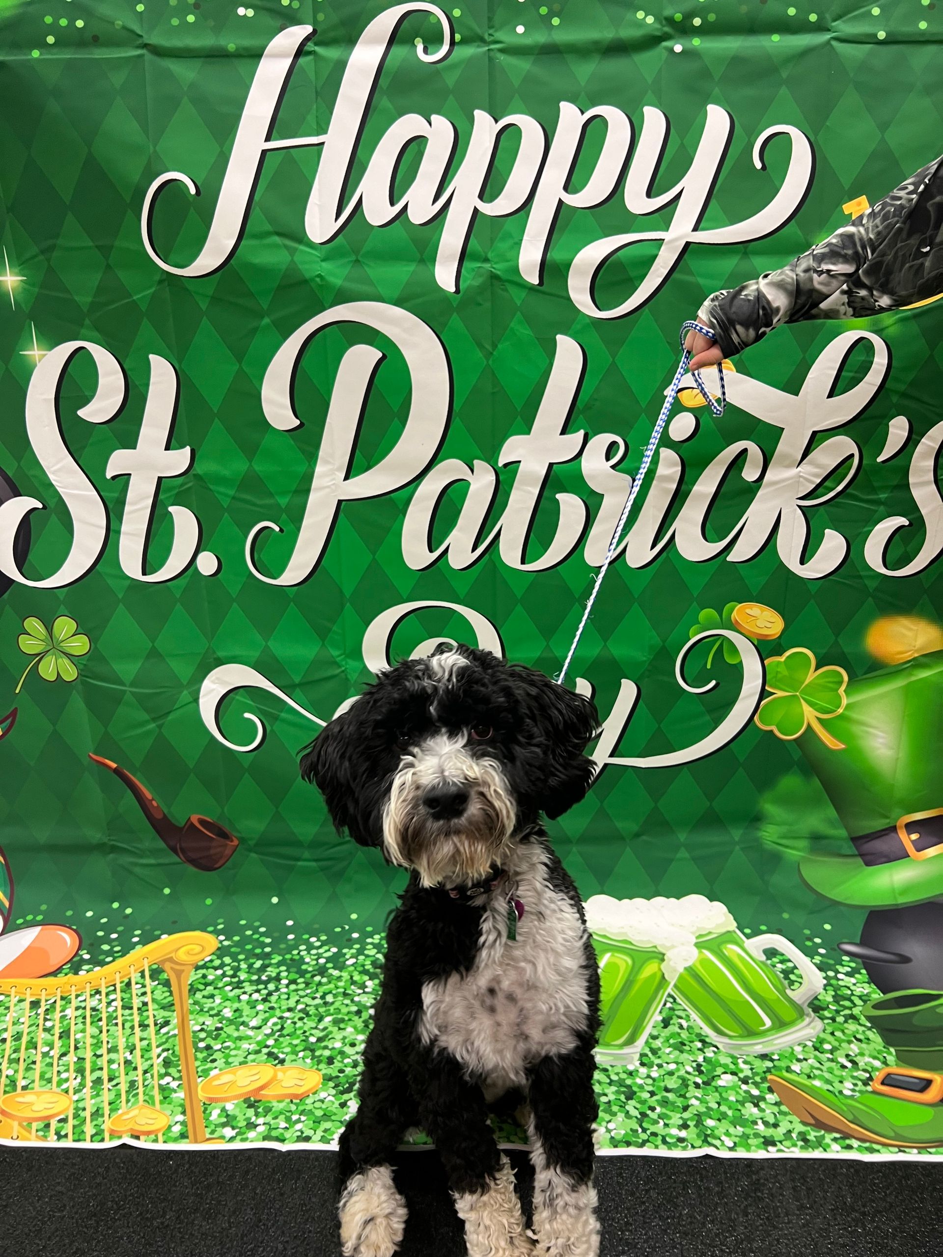 A black and white dog sits in front of a green St. Patrick's Day banner. The banner features a leprechaun, shamrocks, and text.