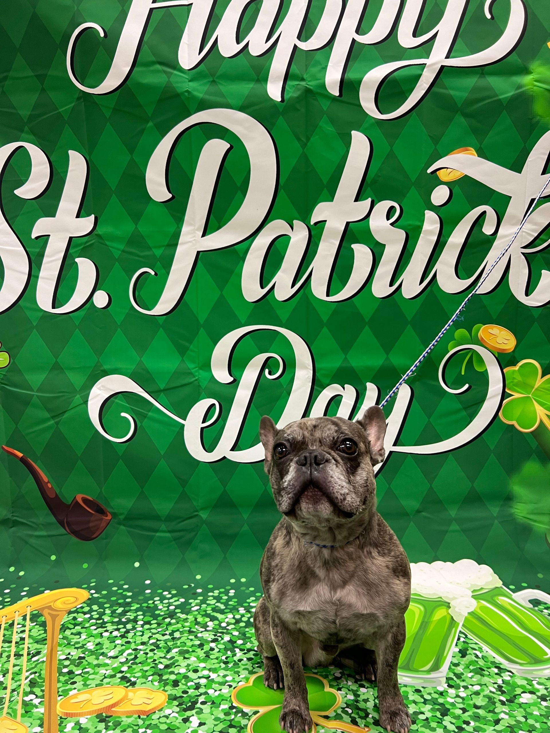 A small, gray dog poses in front of a St. Patrick's Day backdrop. The sign says