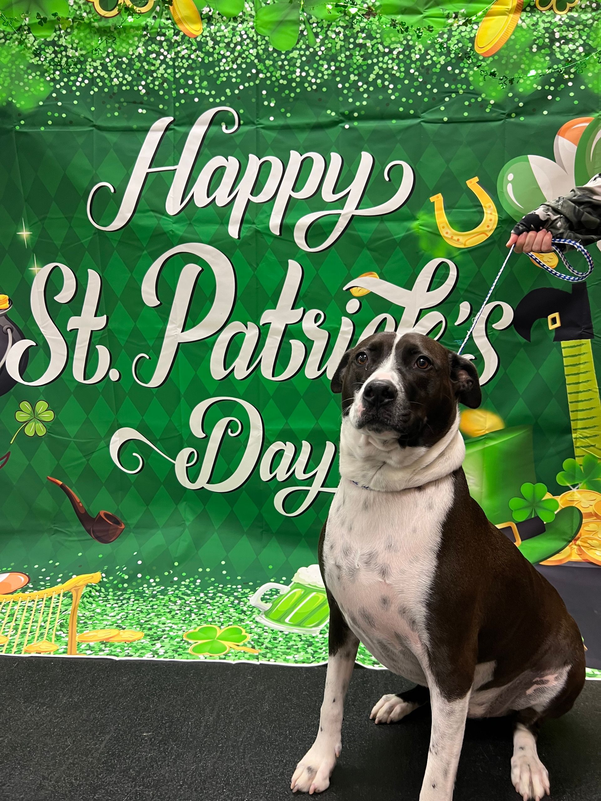 A dog with brown and white fur sits in front of a