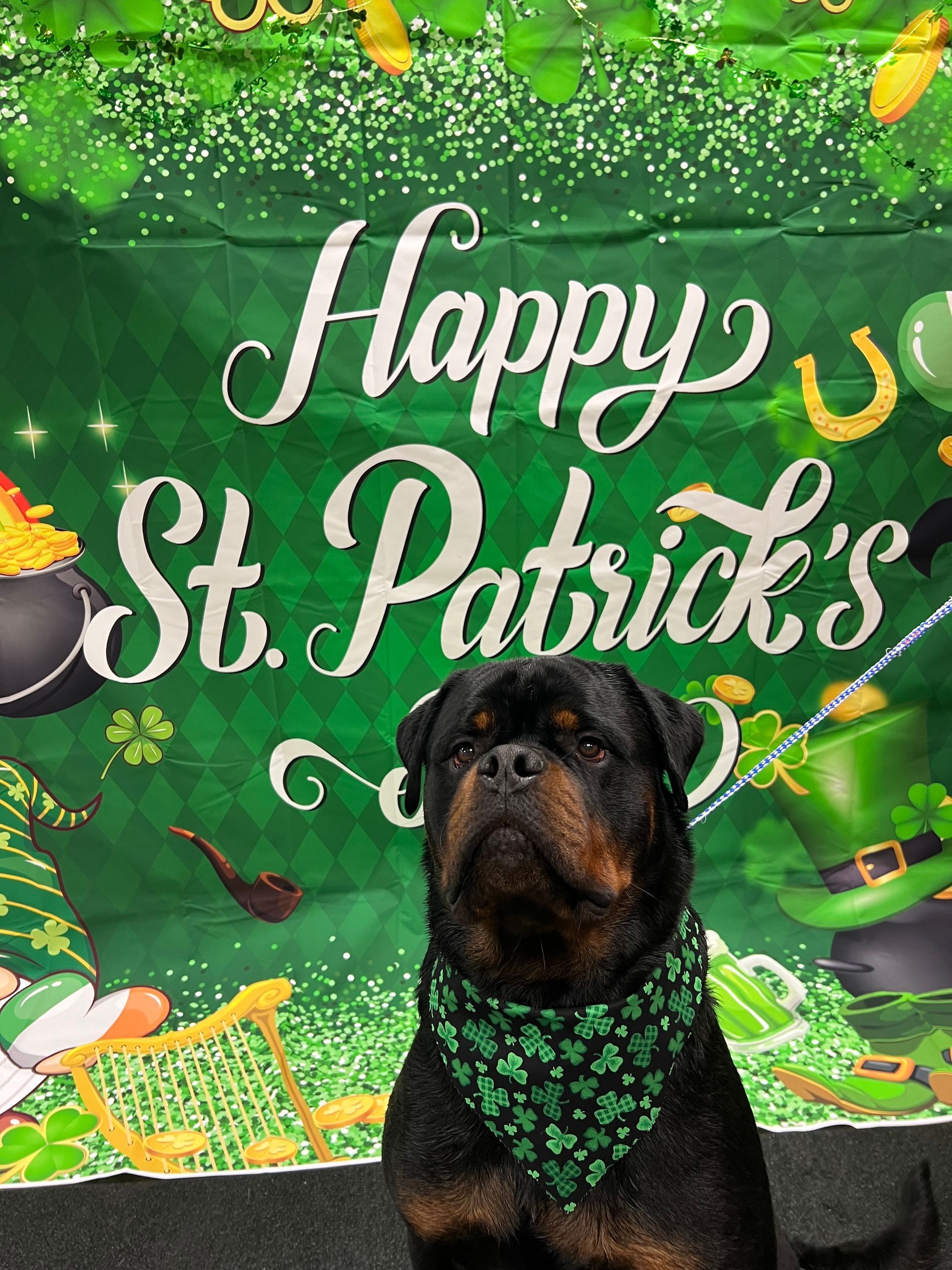A Rottweiler wearing a green shamrock bandana poses in front of a St. Patrick's Day backdrop.