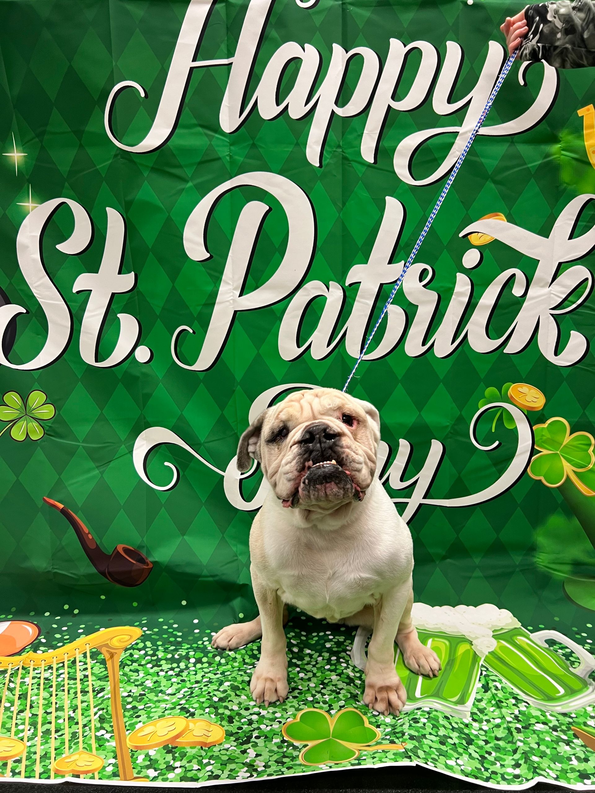 A bulldog sits in front of a green