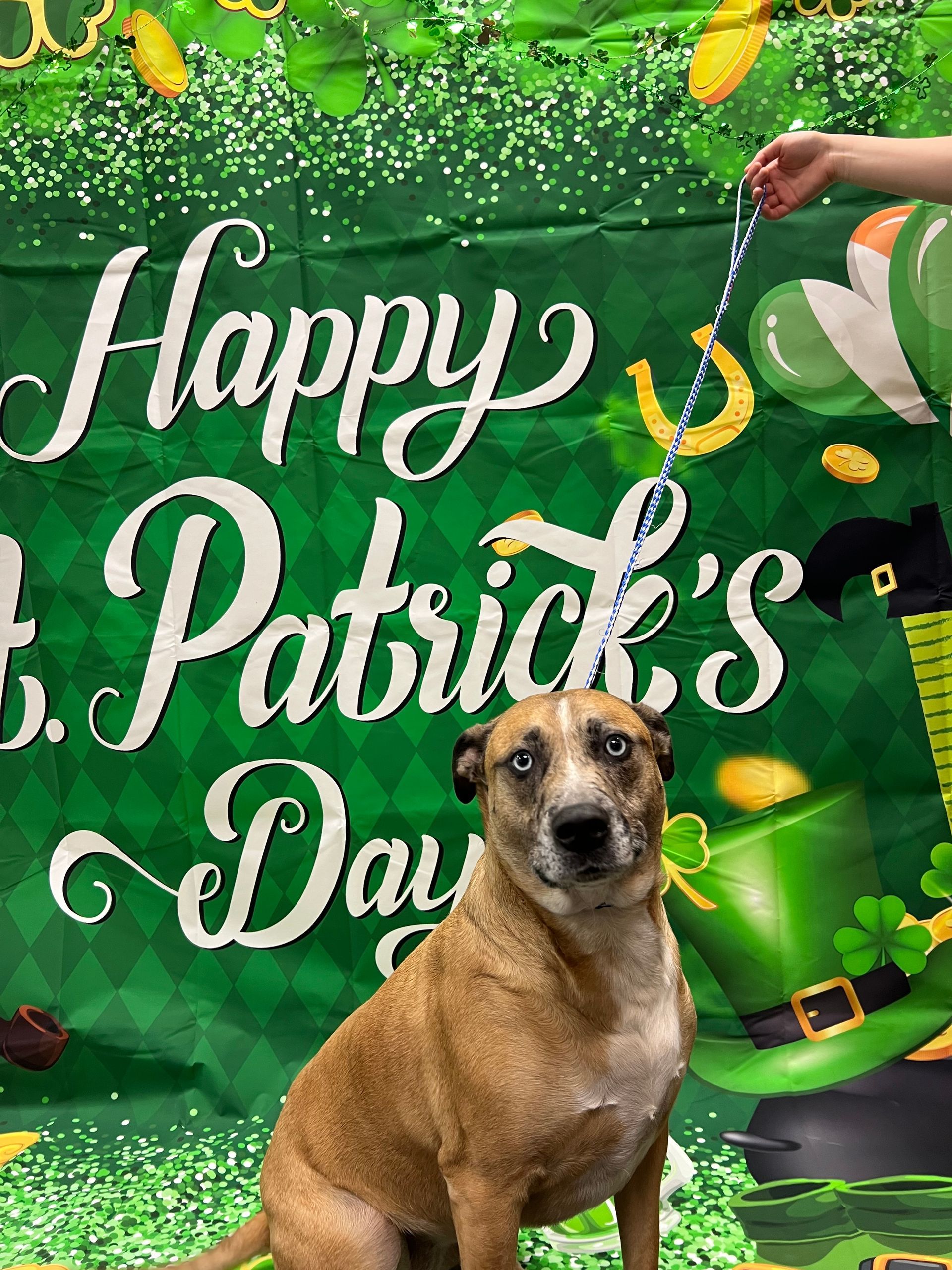 A brown dog sits in front of a green St. Patrick's Day backdrop with lettering and decorations.