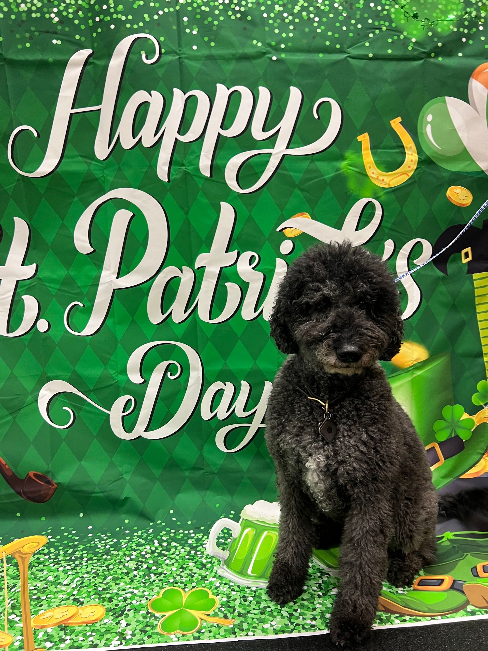 Black poodle sitting in front of a