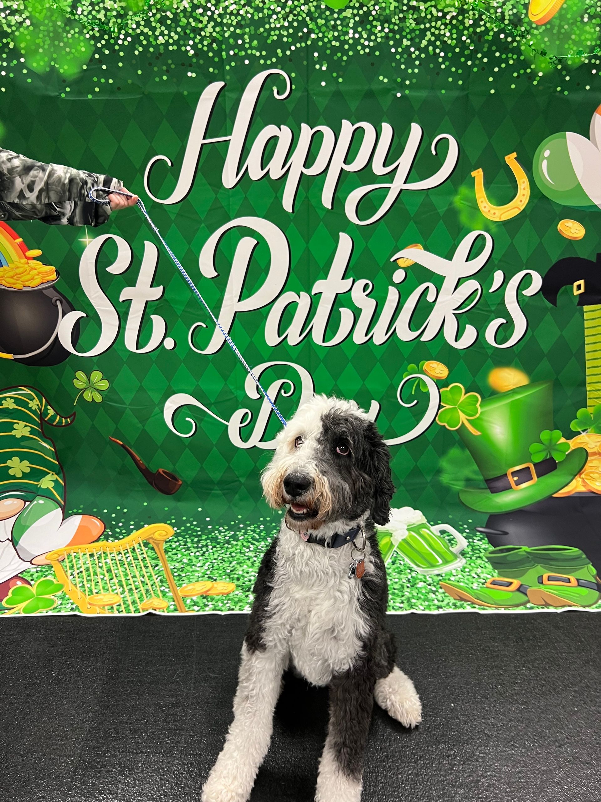 Dog with black and white fur poses in front of a green St. Patrick's Day backdrop, leash in frame.
