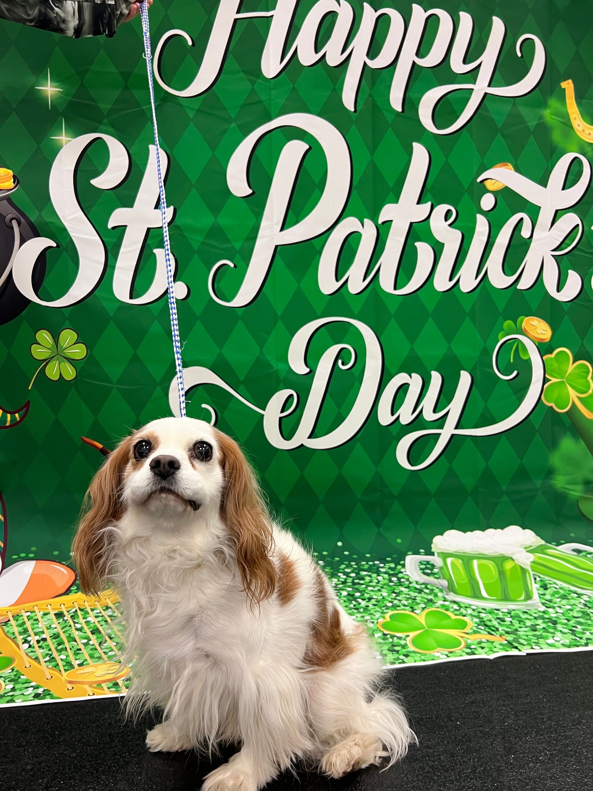 Dog in front of a St. Patrick's Day backdrop. Cavalier King Charles Spaniel with brown and white fur looks up with a focused expression.