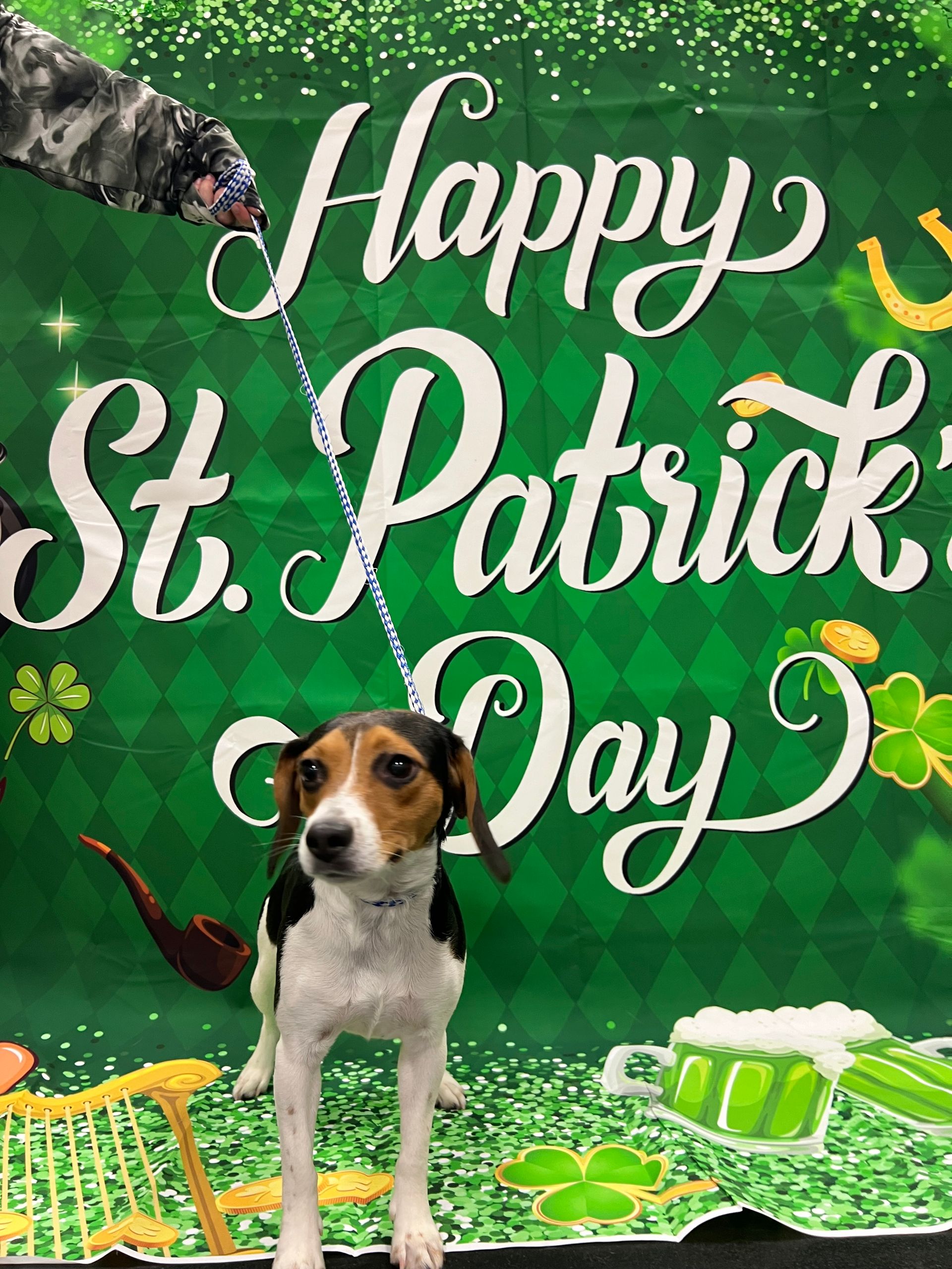 A tricolor beagle stands in front of a green