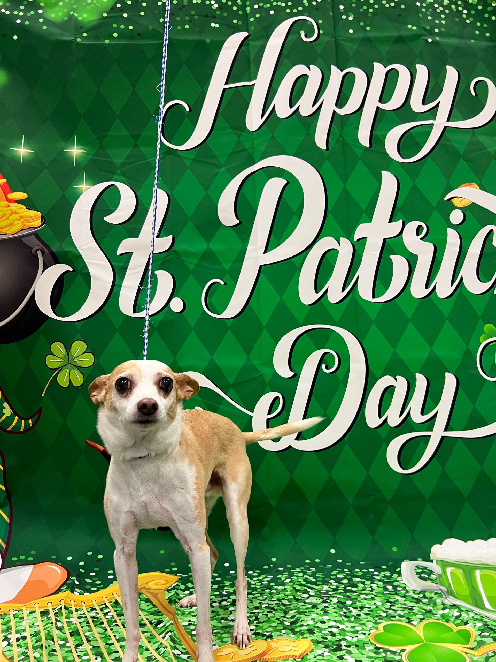 A small dog stands in front of a green St. Patrick's Day backdrop. The dog has light brown and white fur and is looking at the camera.