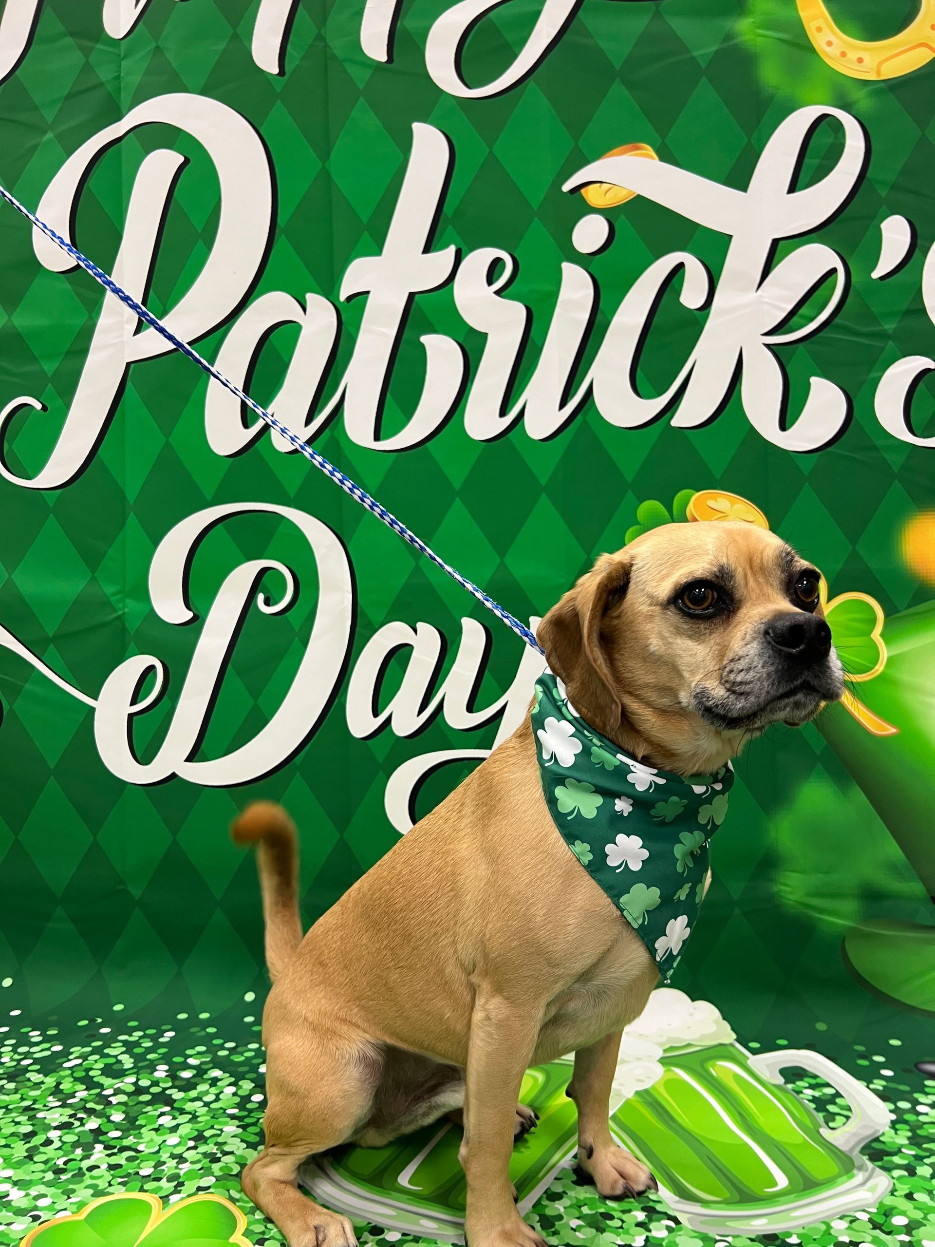 A dog wearing a green bandana sits in front of a St. Patrick's Day backdrop. The dog has tan fur and is on a leash.