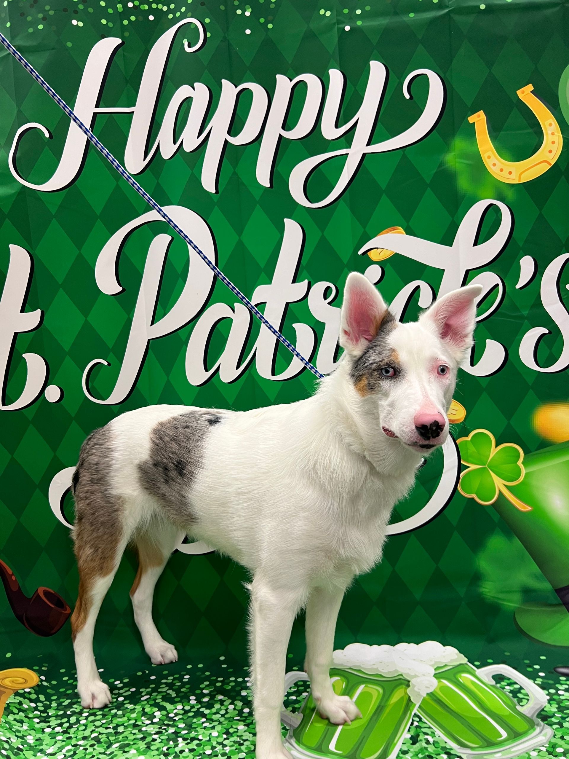 White and gray dog with pink nose stands in front of a green St. Patrick's Day backdrop.
