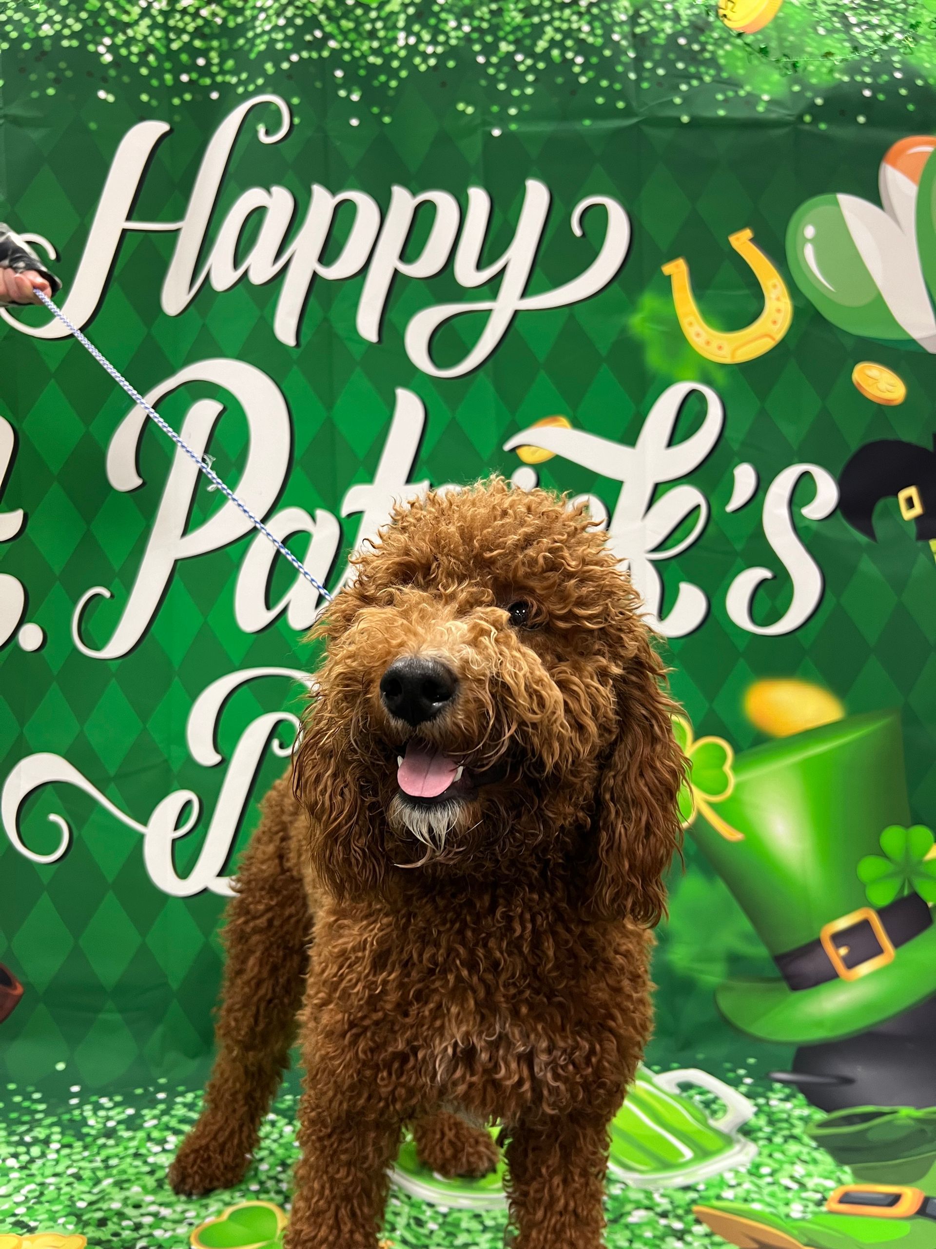 A happy brown Goldendoodle stands in front of a green St. Patrick's Day backdrop. The dog is smiling.