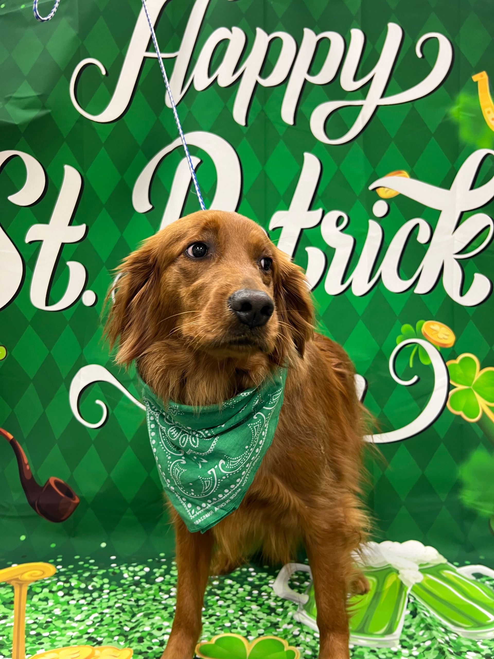 Golden retriever wearing a green bandana, posed in front of a