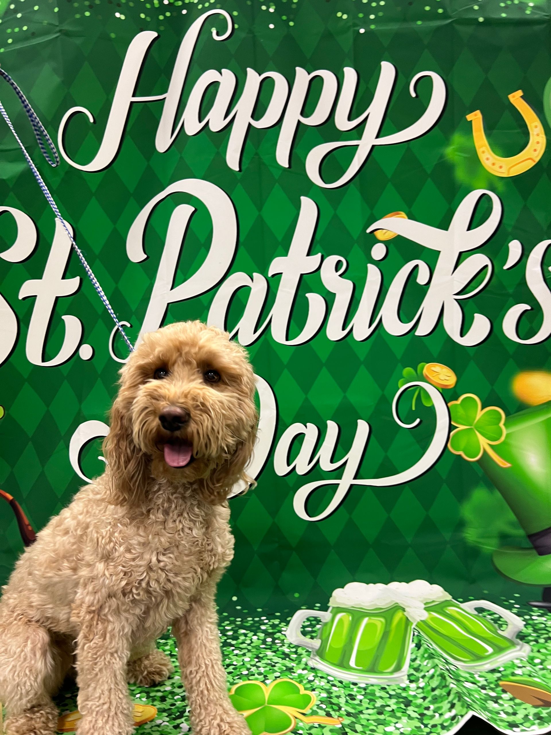 A fluffy brown dog sits in front of a green St. Patrick's Day backdrop. The backdrop features a horseshoe, shamrocks, and text.