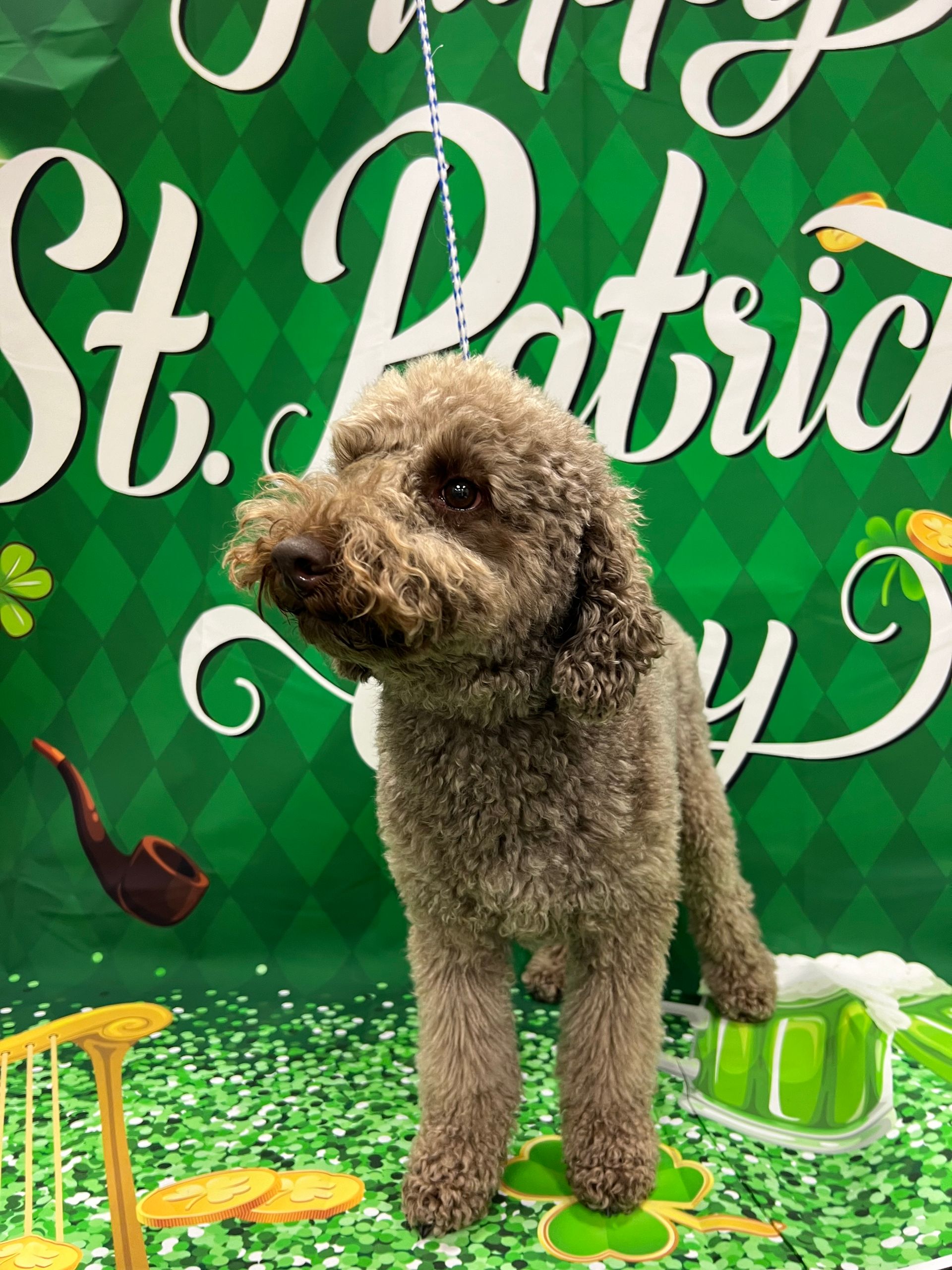 A small brown dog with curly fur poses in front of a St. Patrick's Day backdrop.
