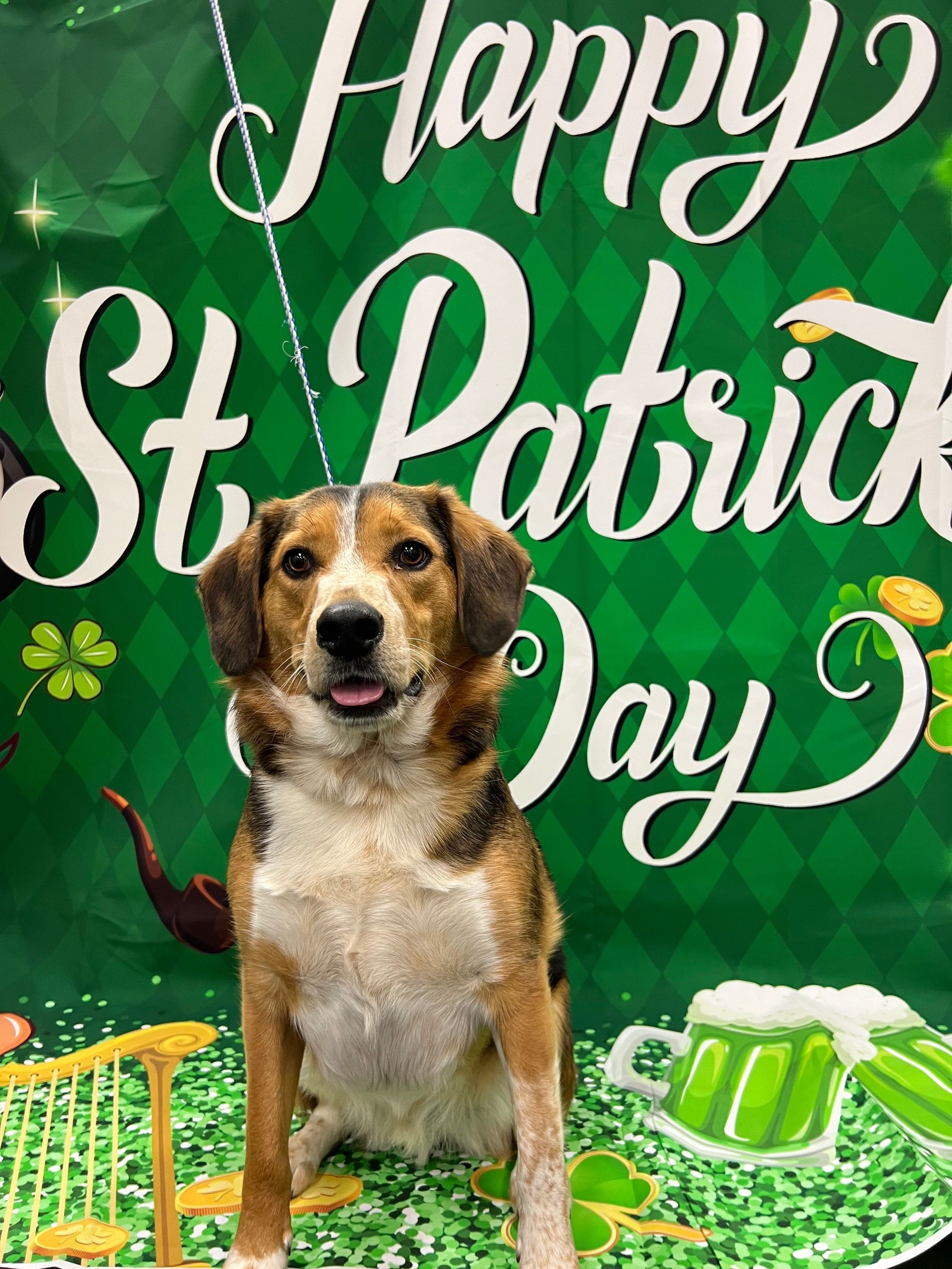 A dog poses in front of a