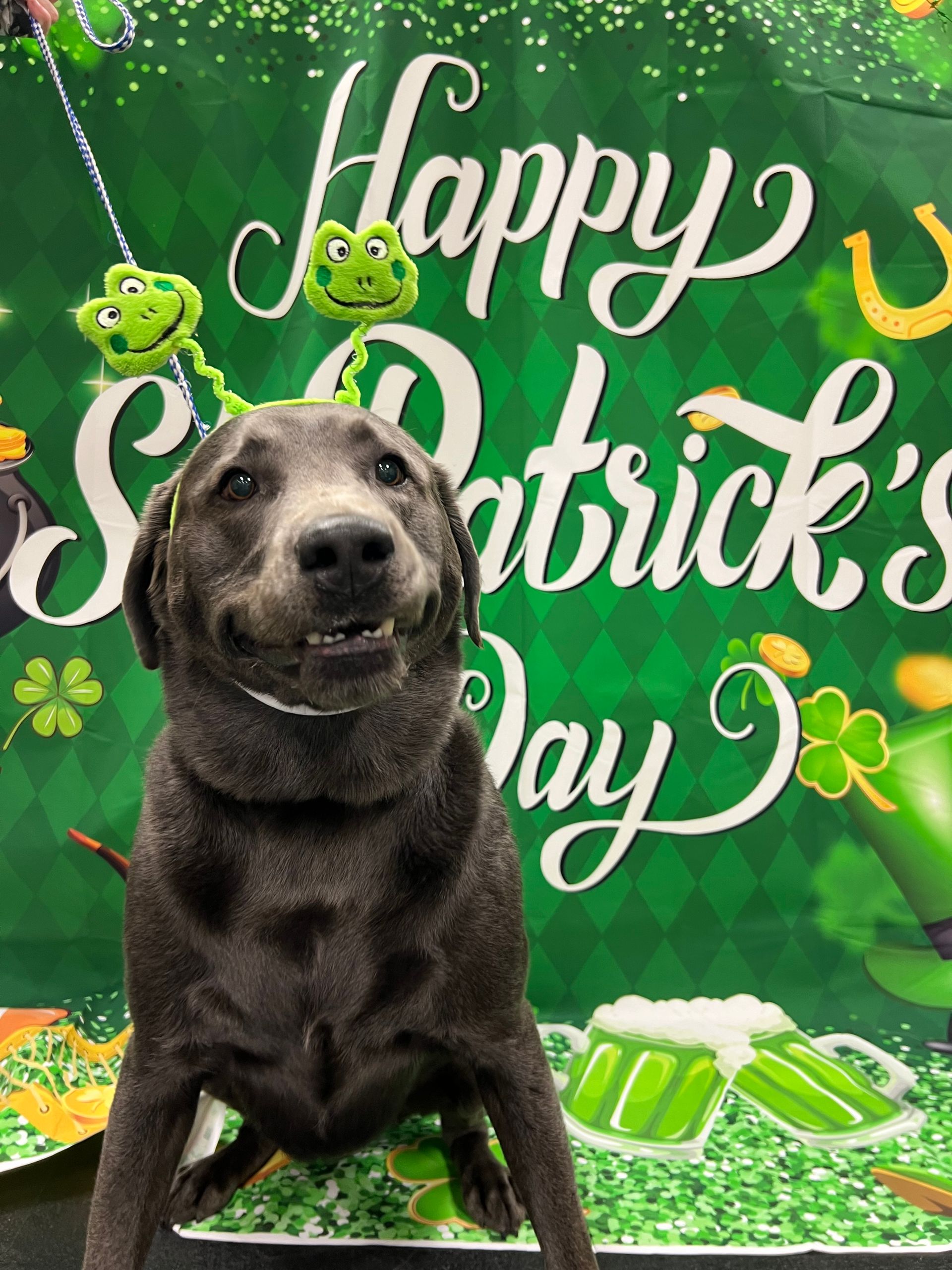A gray dog wearing a green frog headband smiles in front of a