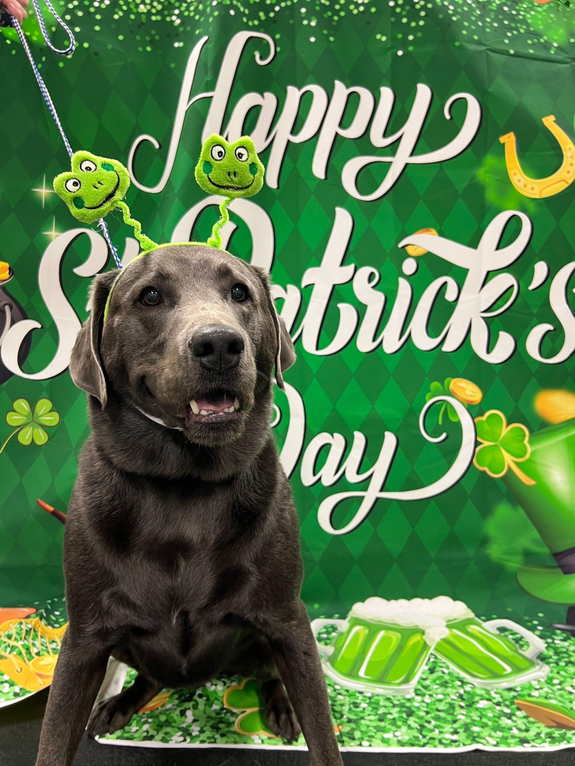 A gray dog wearing shamrock antlers poses in front of a
