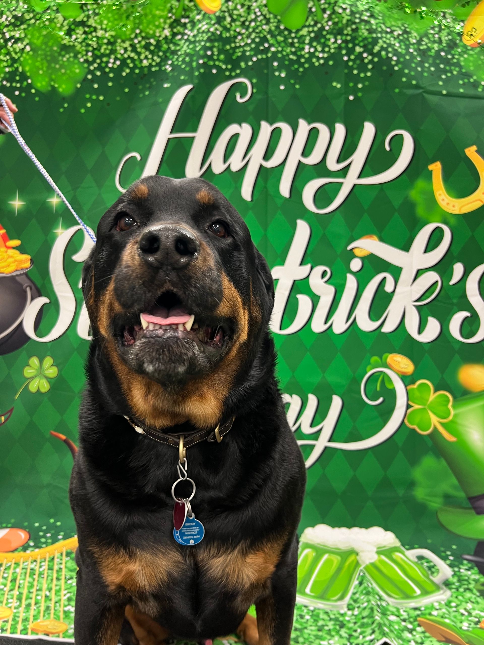 Rottweiler dog with open mouth smiling, in front of a