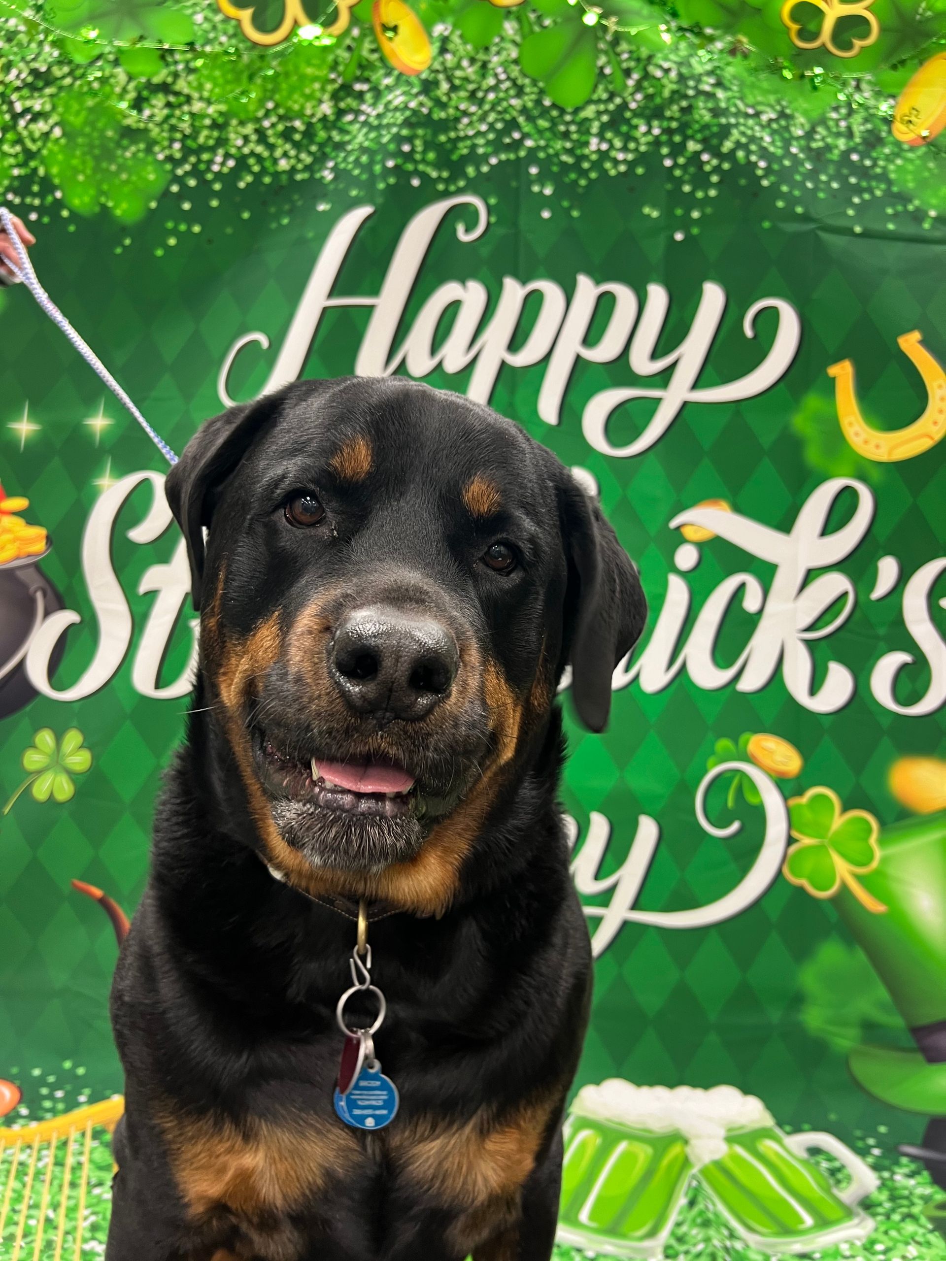 Rottweiler dog with brown and black fur against a green St. Patrick's Day backdrop. Dog is smiling, showing some drool.
