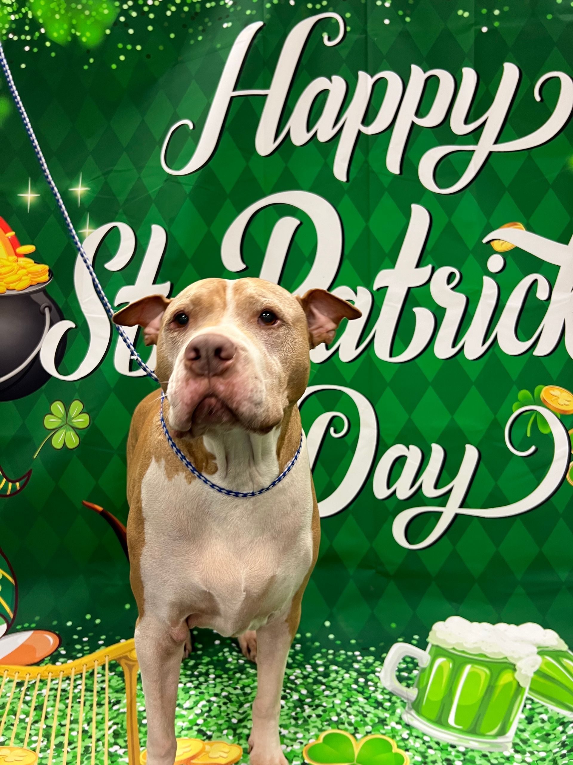 Tan and white dog wearing a blue collar stands in front of a