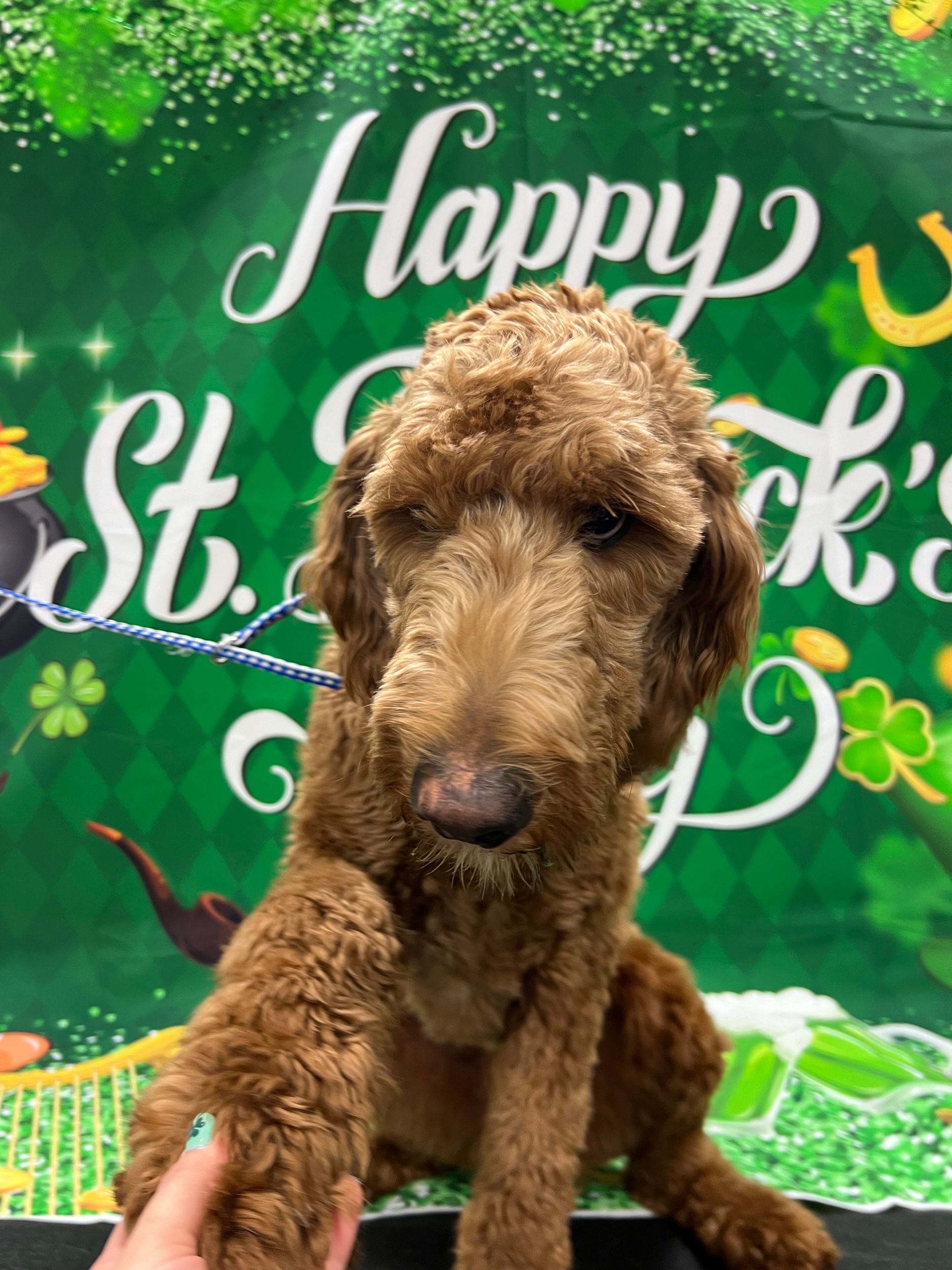 Brown dog with curly fur sitting in front of a