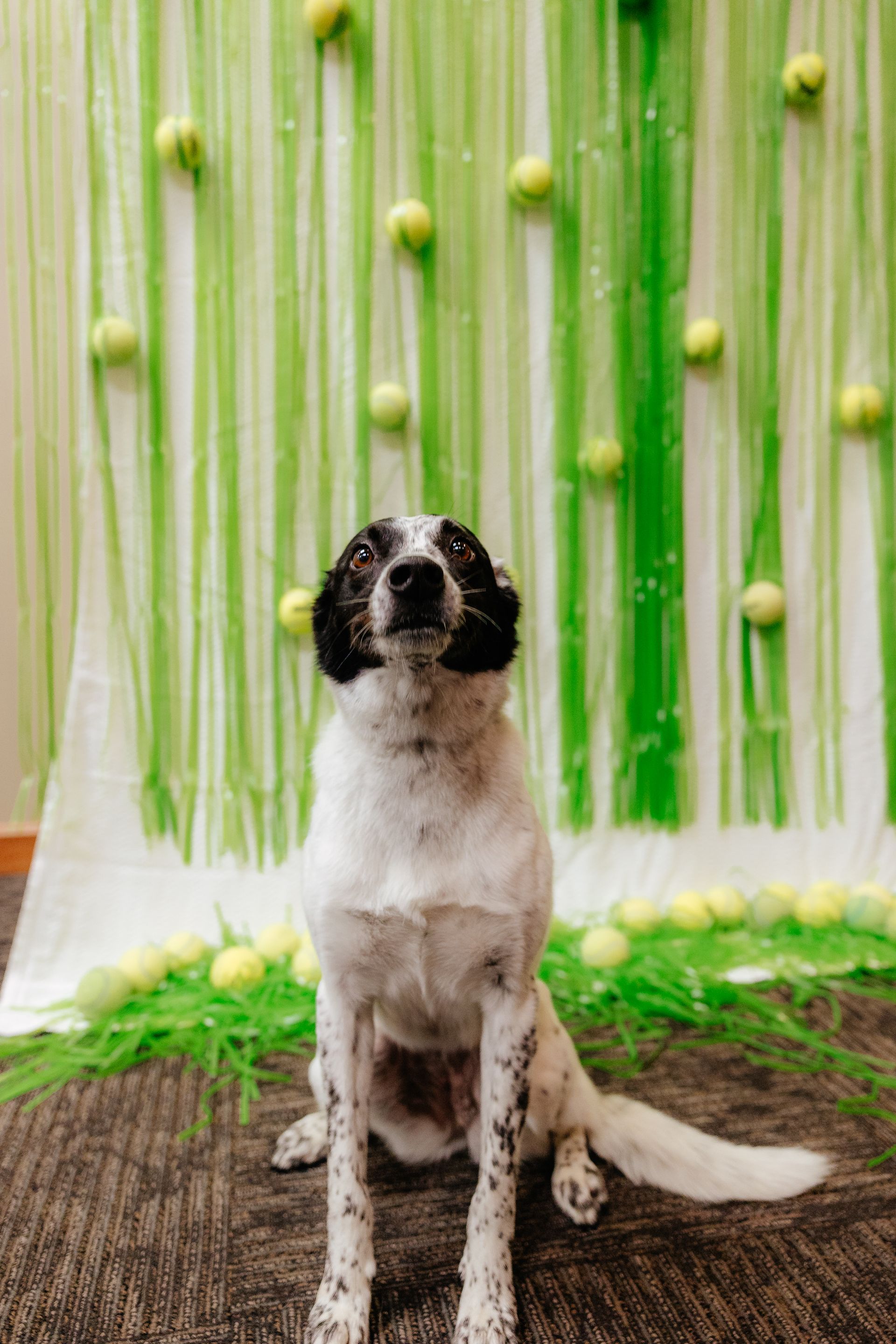 White and black spotted dog sits, gazing upwards, against a backdrop of green streamers and tennis balls.