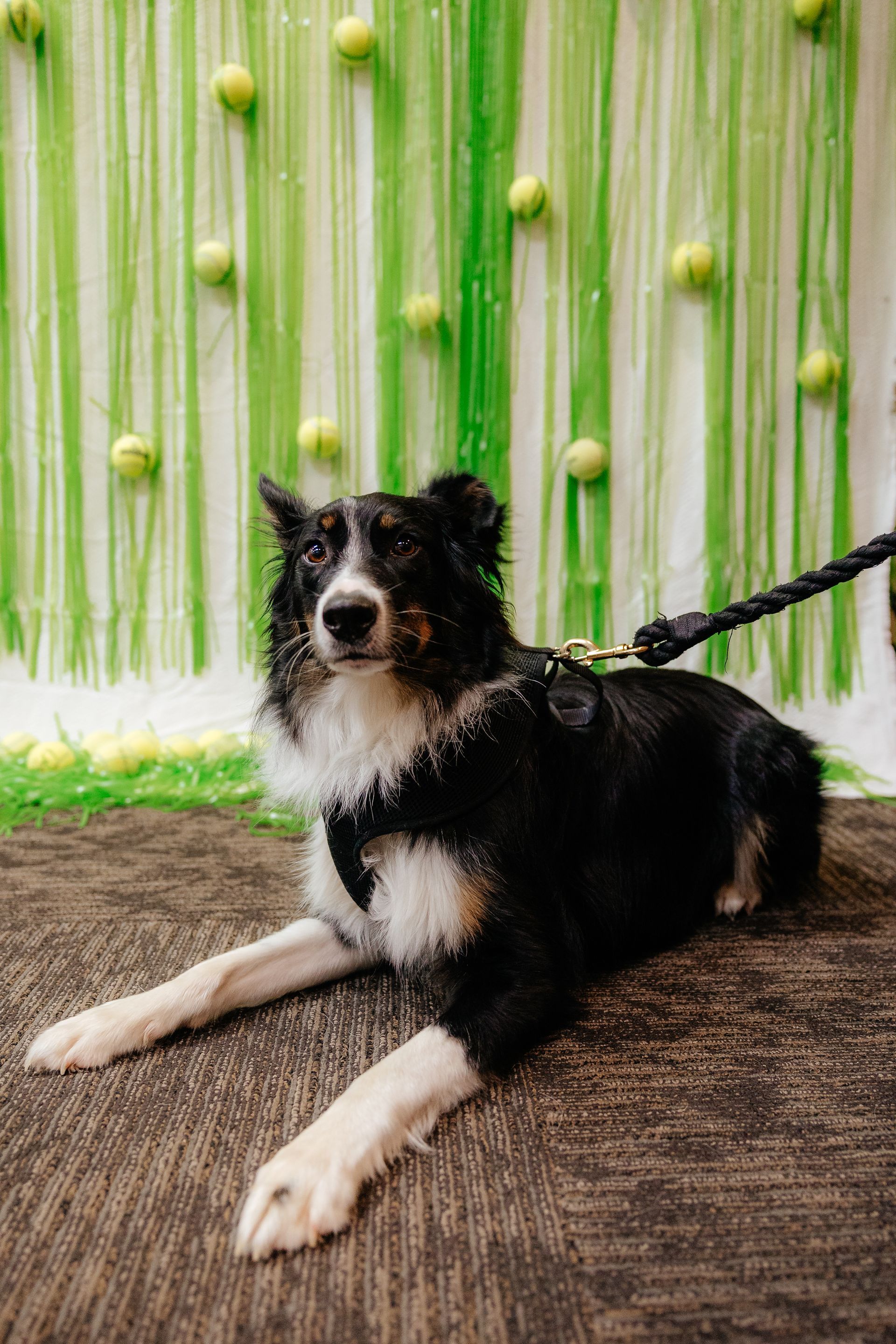 Black and white dog with brown markings, lying on the floor, looking forward, with a green backdrop and tennis balls.