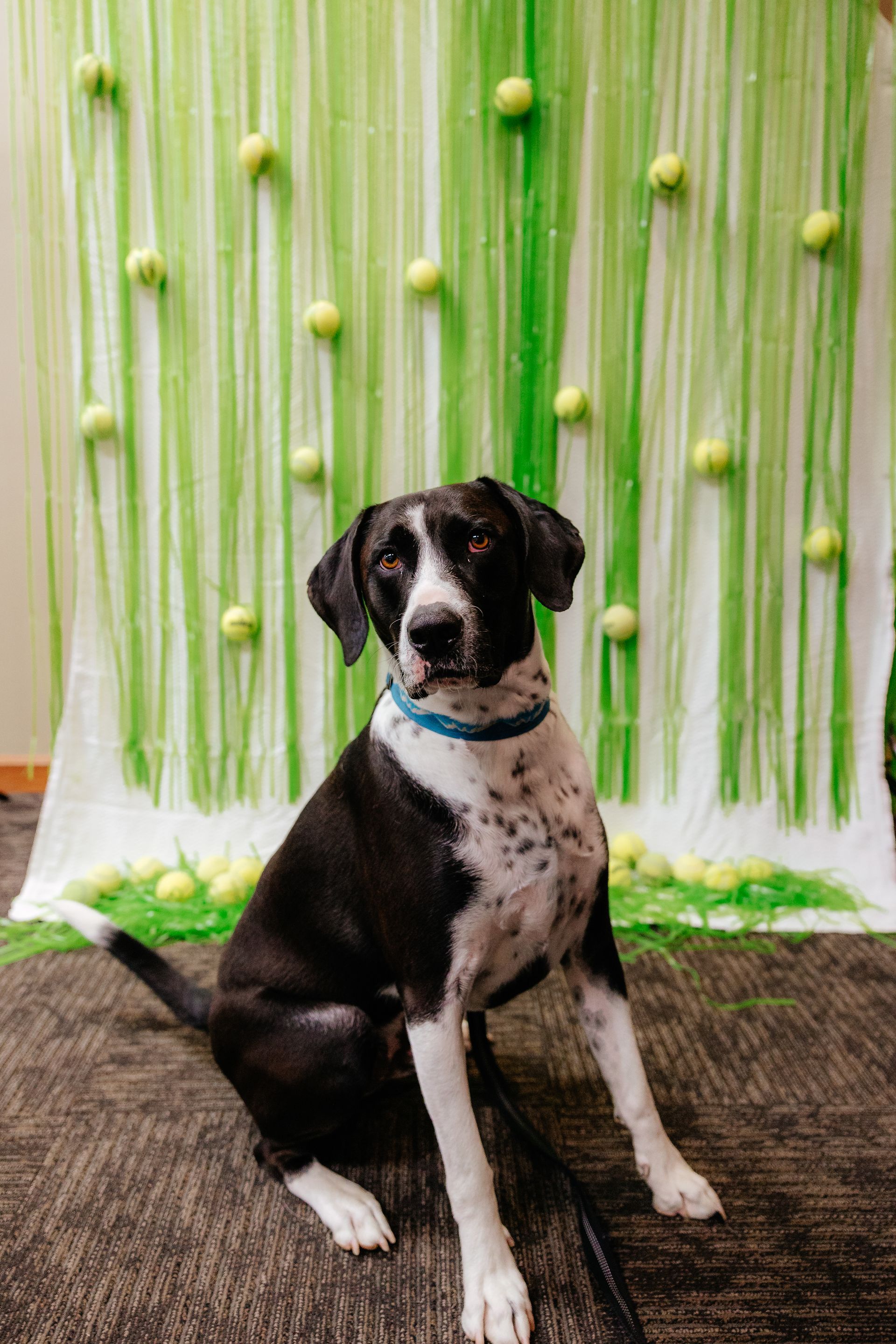 Black and white dog sits in front of a backdrop with tennis balls and green strands. The dog wears a blue collar.
