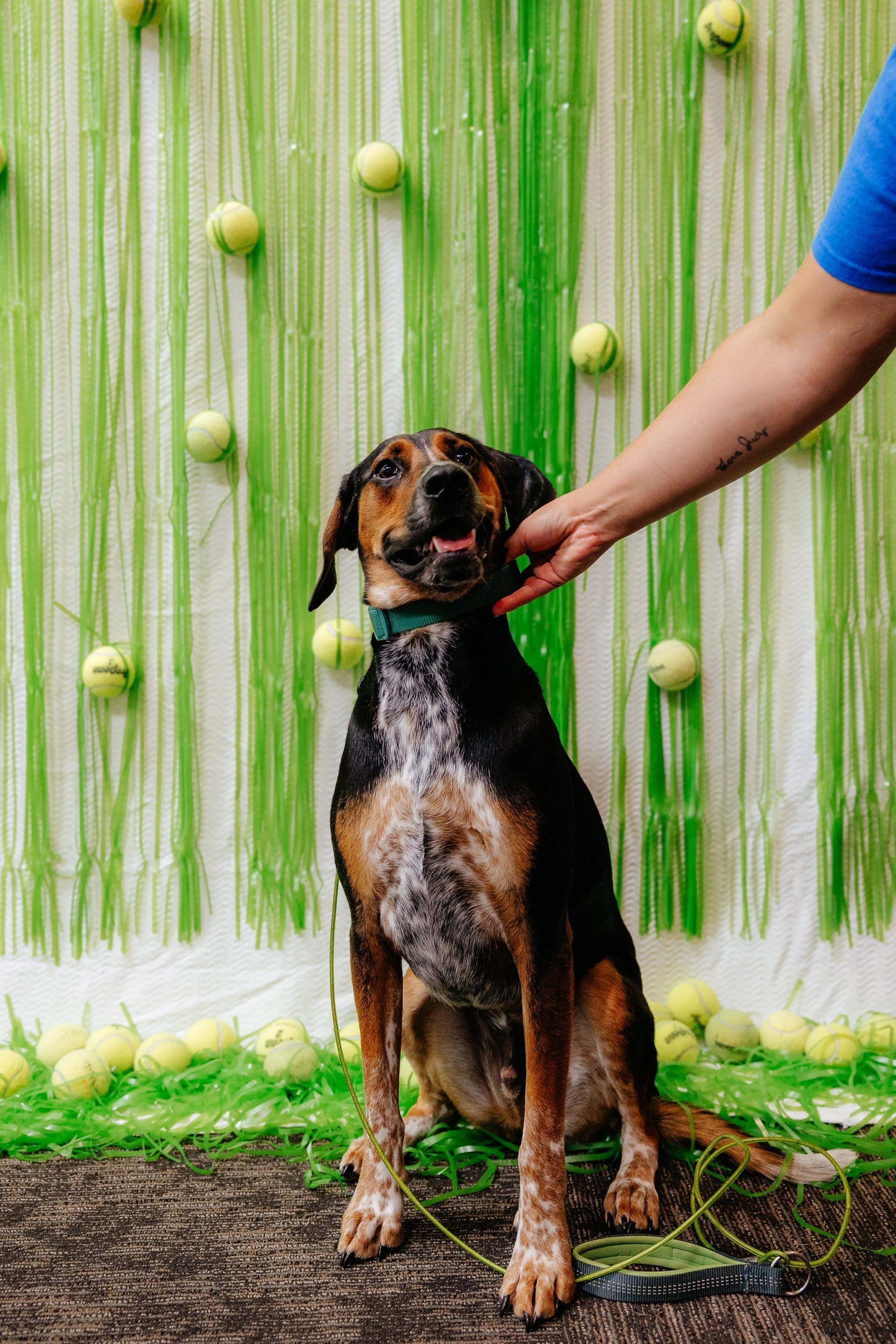 A dog with black, brown, and white markings sits with a person's hand petting its head, in front of a backdrop decorated with tennis balls.