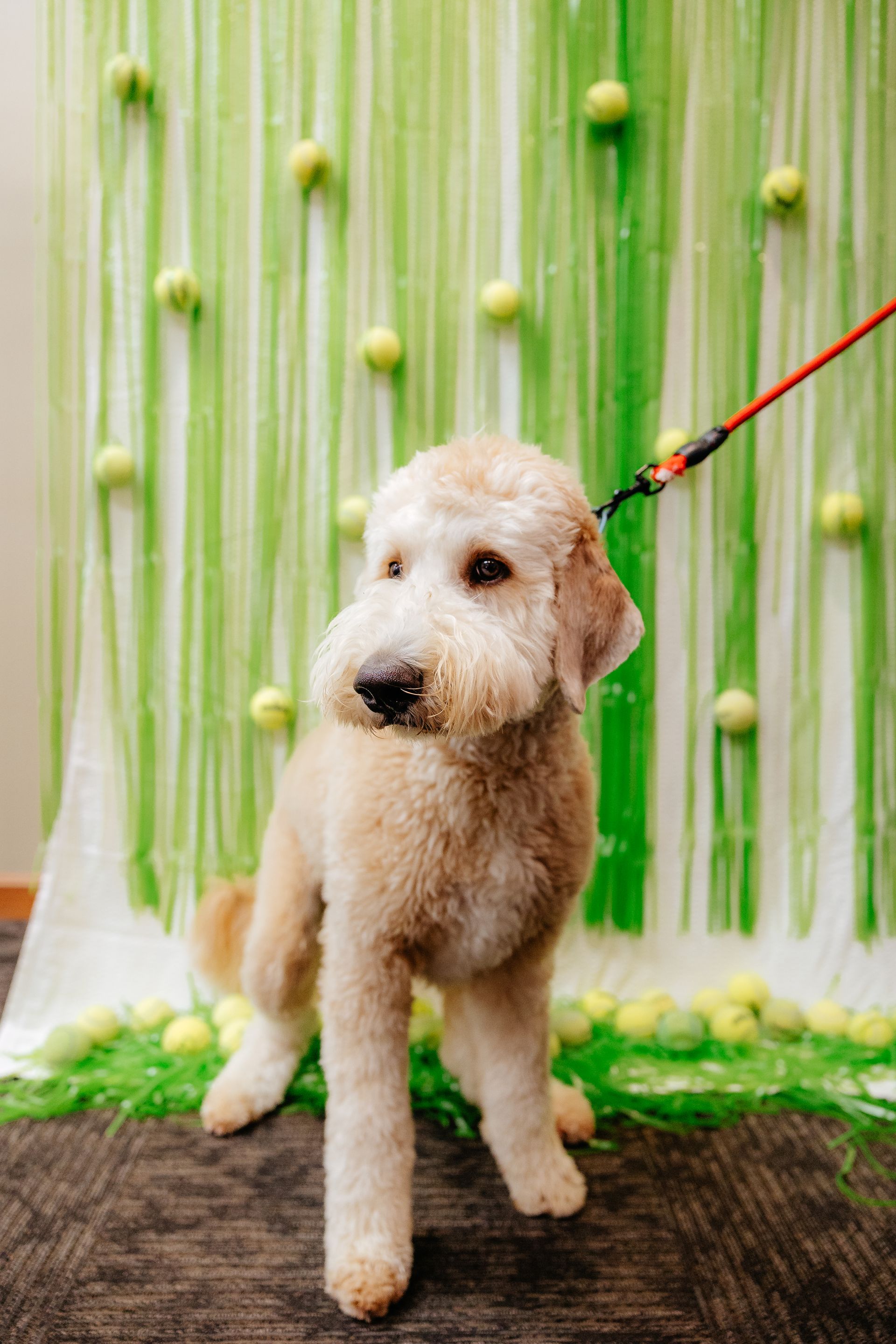 Golden doodle dog with a professional haircut, standing in front of a green streamer and tennis ball backdrop, on a leash.