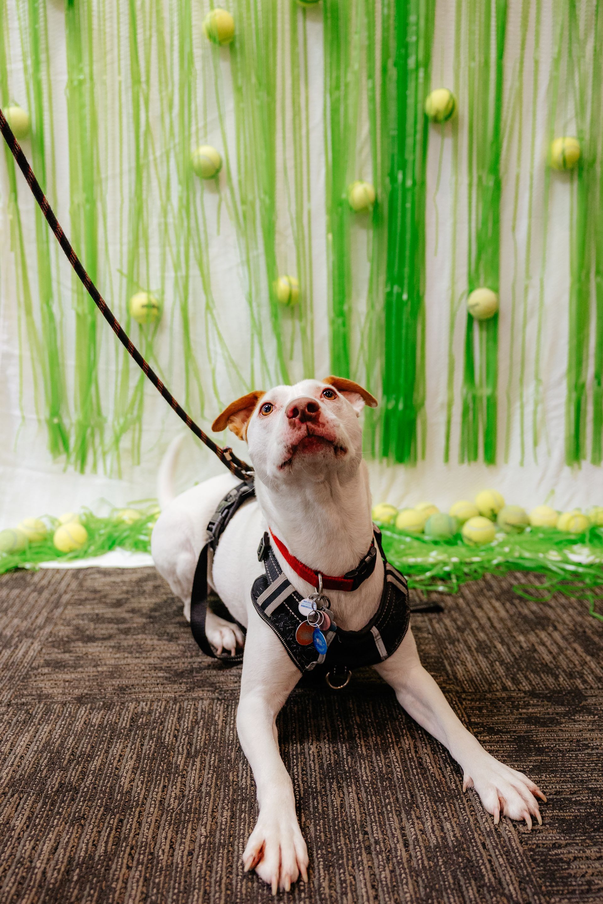 White dog in a harness, looking up, on a leash. Green background with tennis balls attached and on the floor.