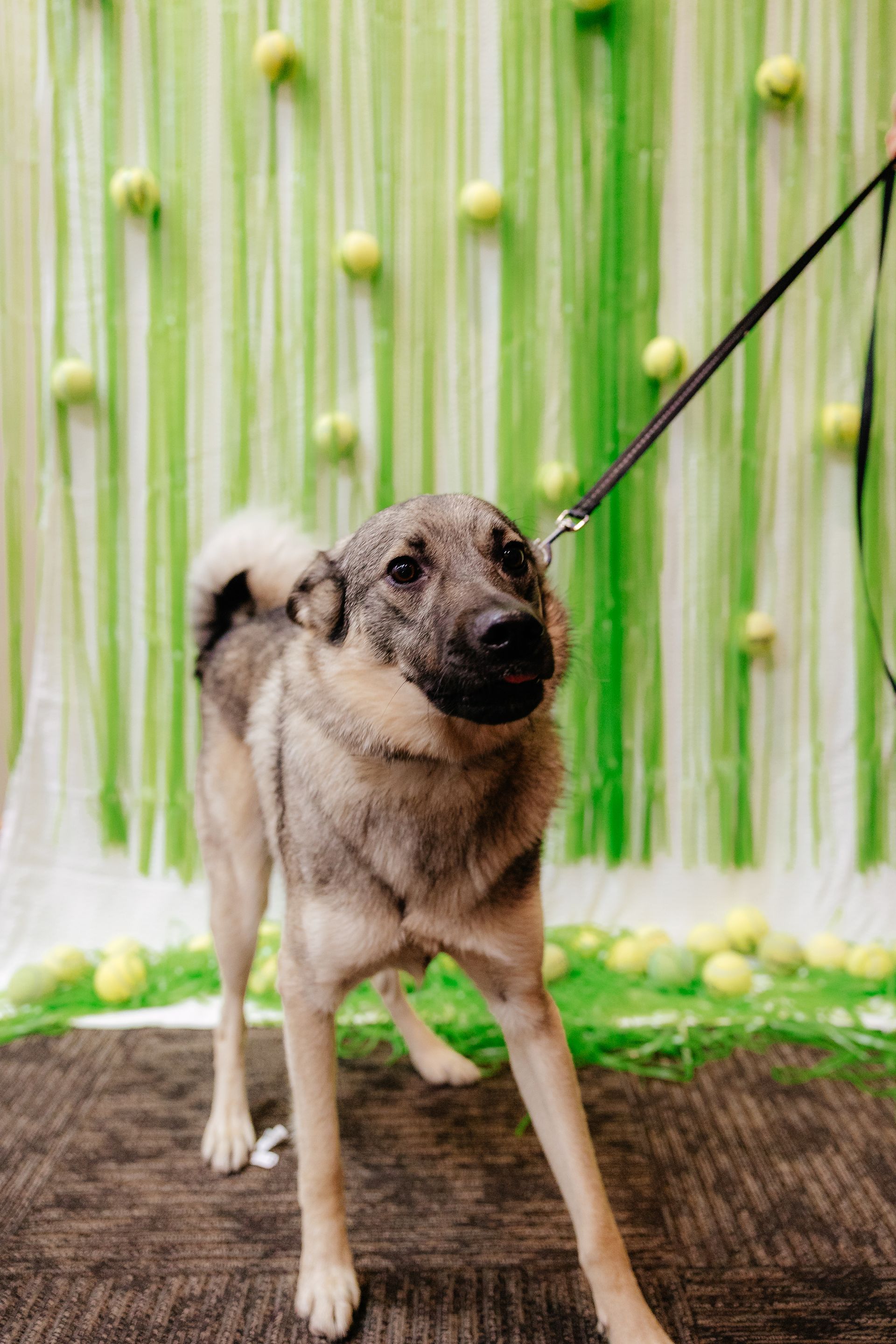 A medium-sized gray and tan dog on a leash, facing forward. It stands in front of a green backdrop with tennis balls.