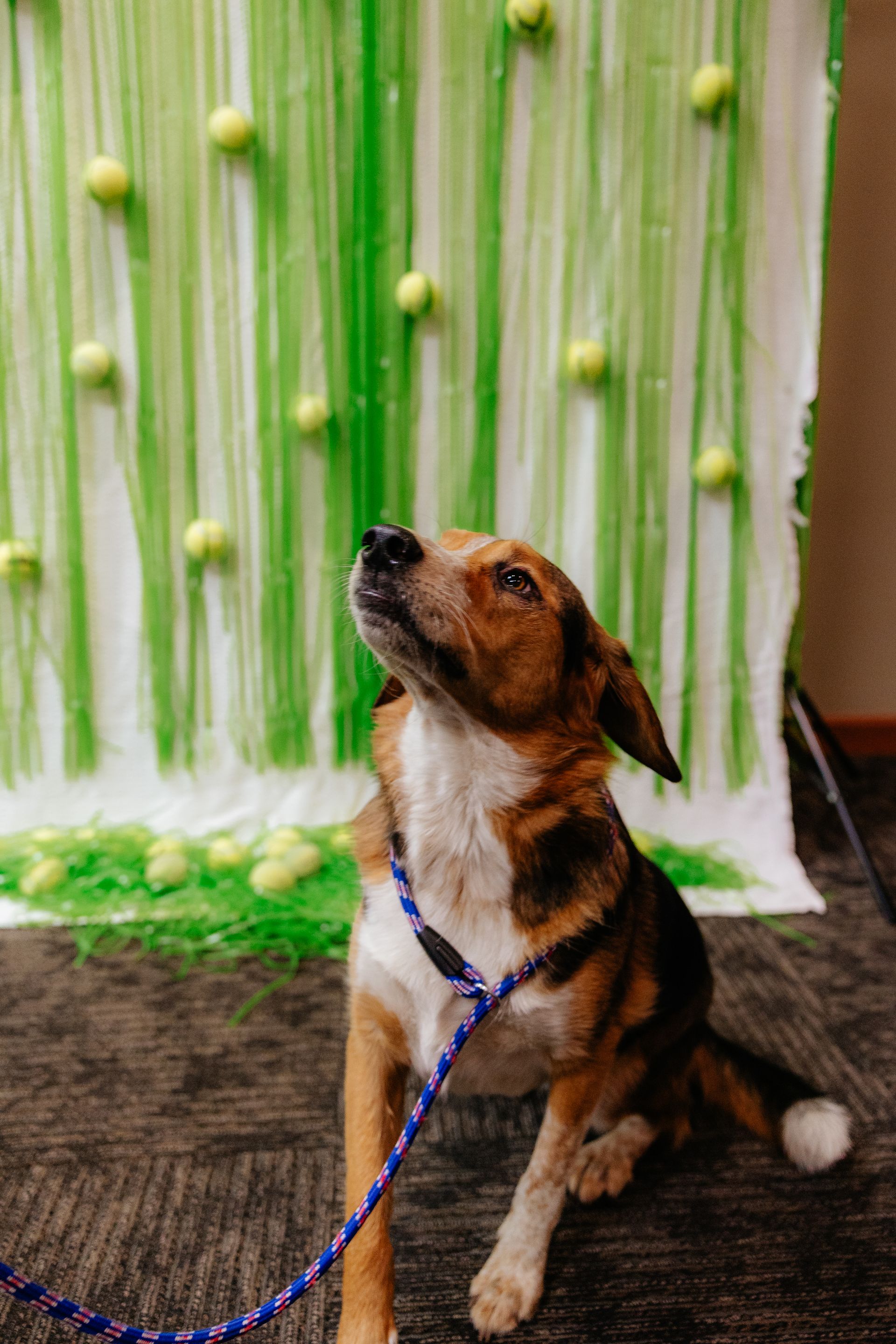Dog looking up at tennis balls on a green and white background. The dog is on a leash, with brown and white fur.