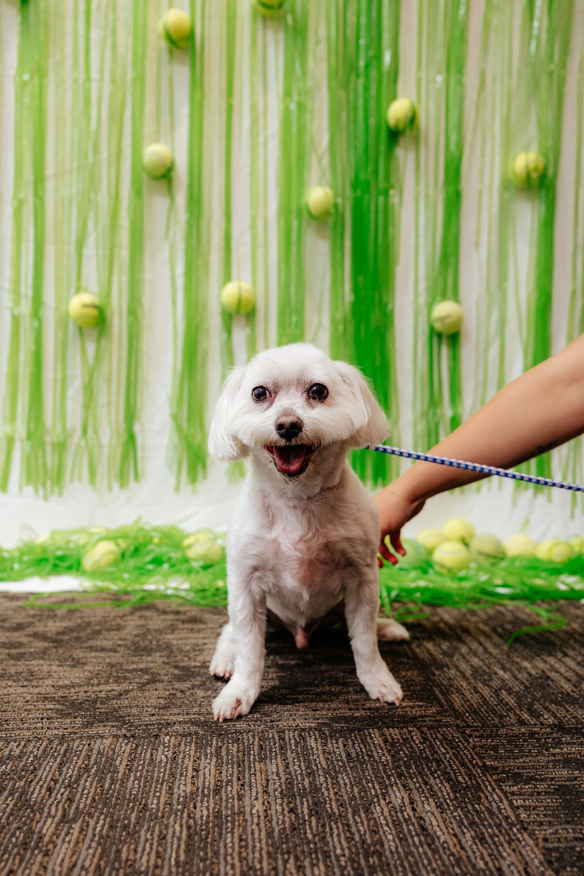 White fluffy dog smiling, sitting on a carpet in front of a green tennis ball backdrop; a hand holds its leash.